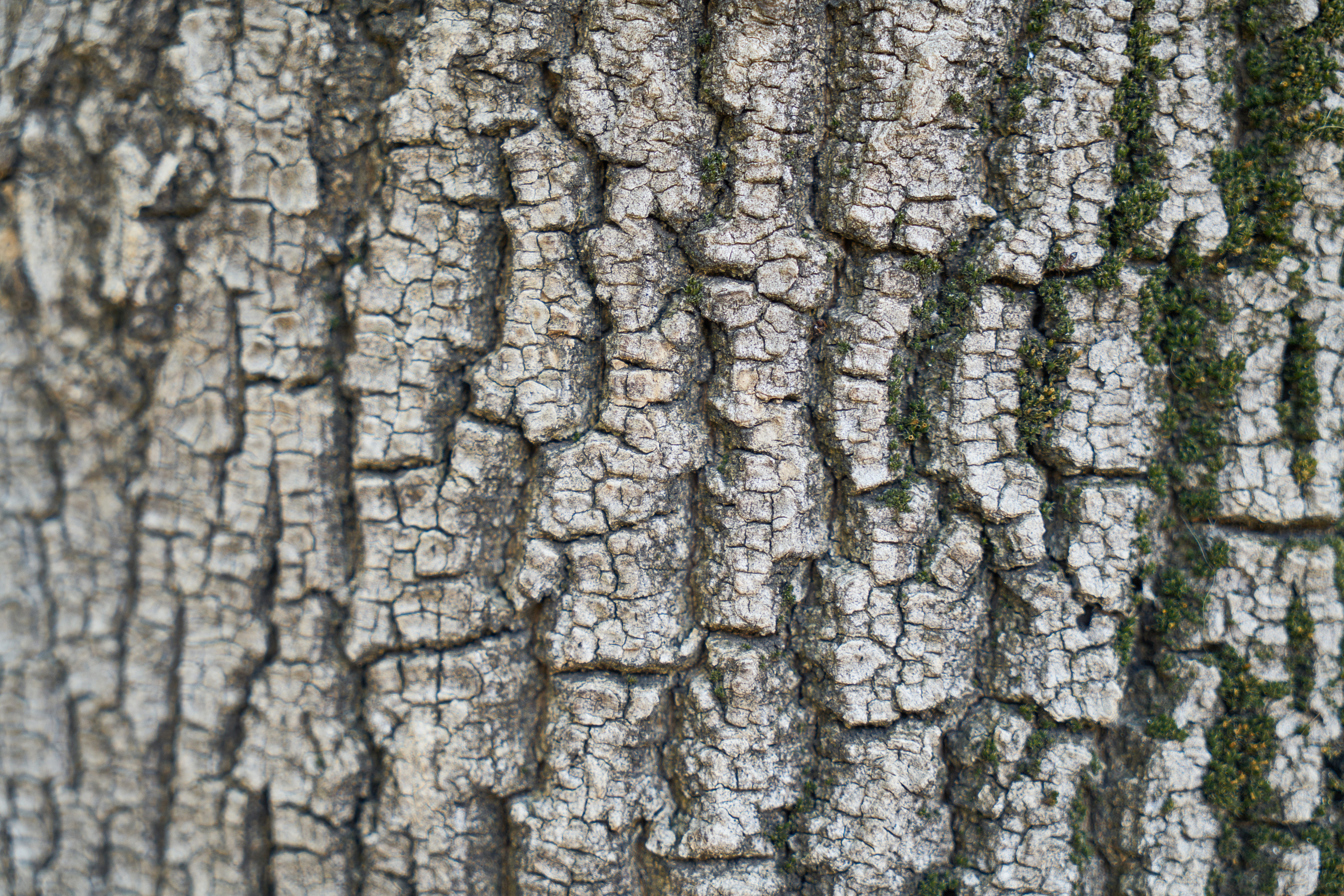 detail shots, textured, horizontal, natural pattern, abstract, outdoor, tree, 8K, nobody, background, perspective, motif, wood tissue, texture, table, HD Wallpaper