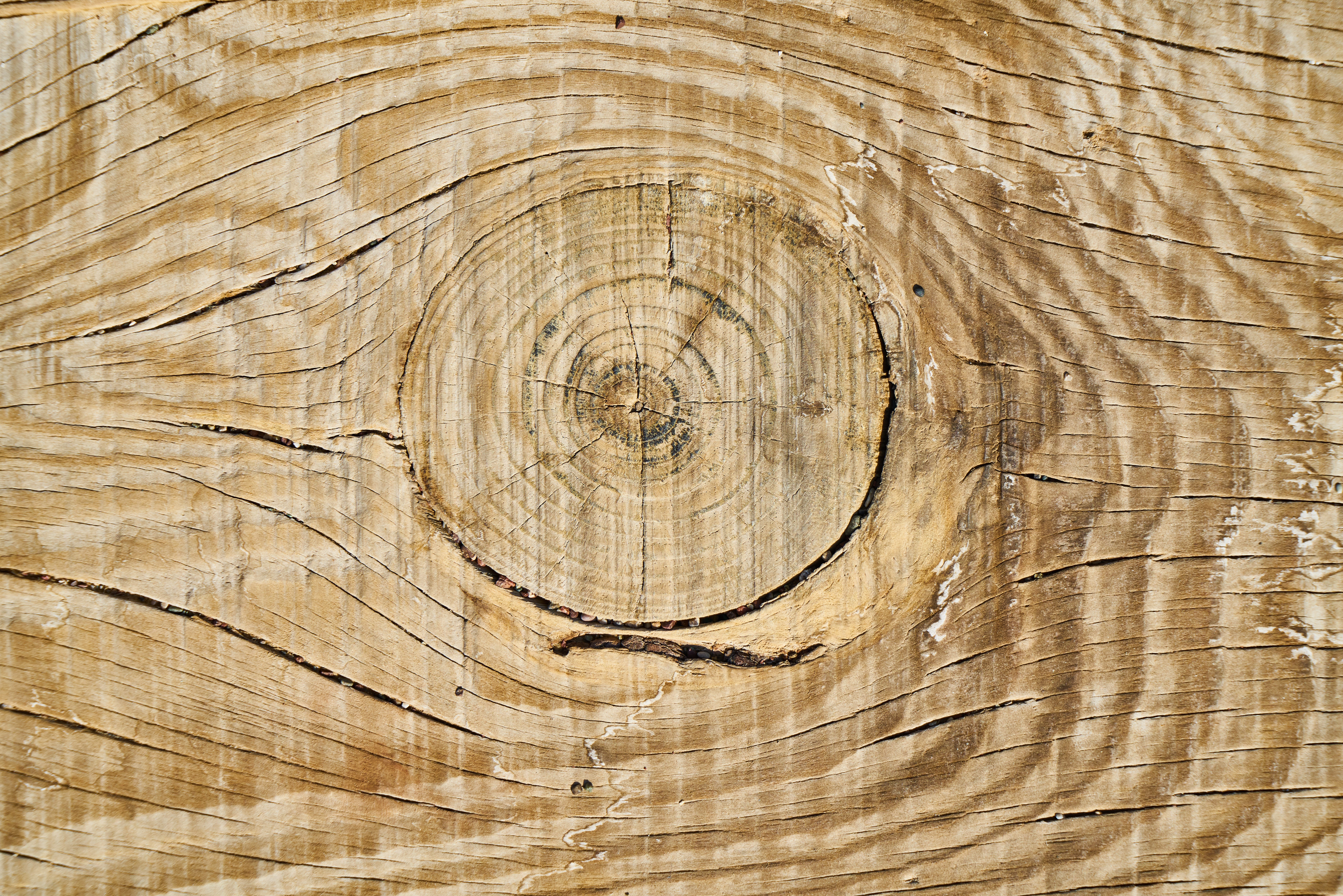 detail, outdoors, concentric, table, texture, trunk, rough, decor, close-up, design, tree, background, natural pattern, wood-fibre boards, wood, tree trunk, HD Wallpaper