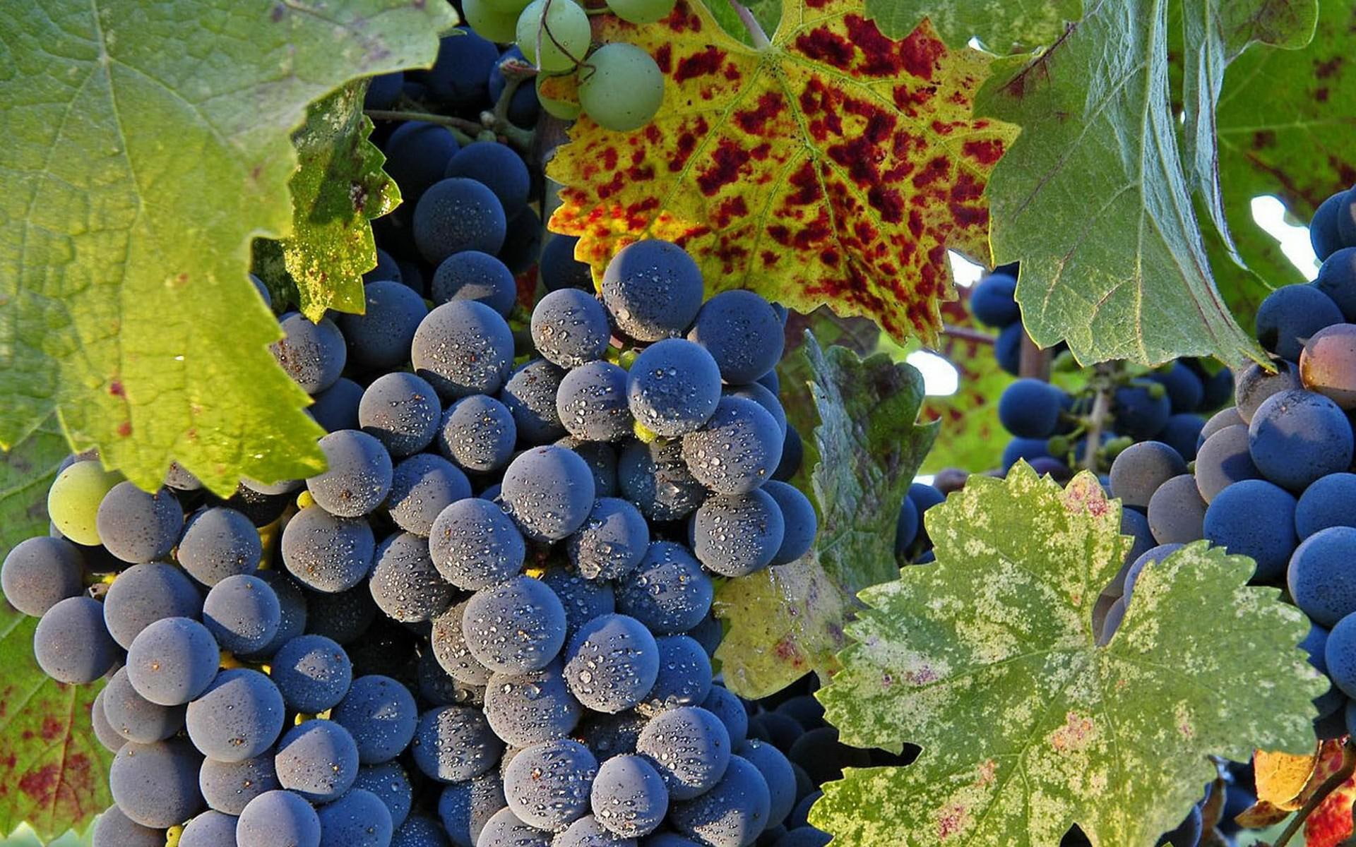 food, 1080P, grapes, gallery, picture, HD Wallpaper