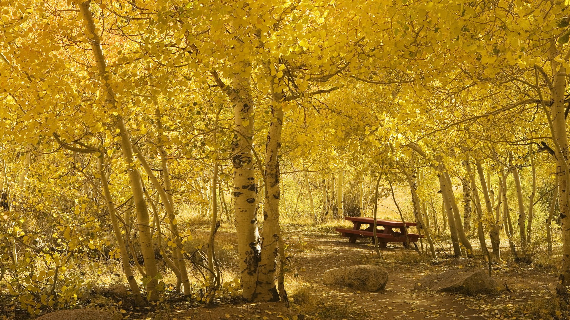 beauty in nature, wooden, yellow, tranquil scene, change, red, park bench, plant part, plant, seat, table, picnic, autumn collection, autumn, land, outdoors, HD Wallpaper