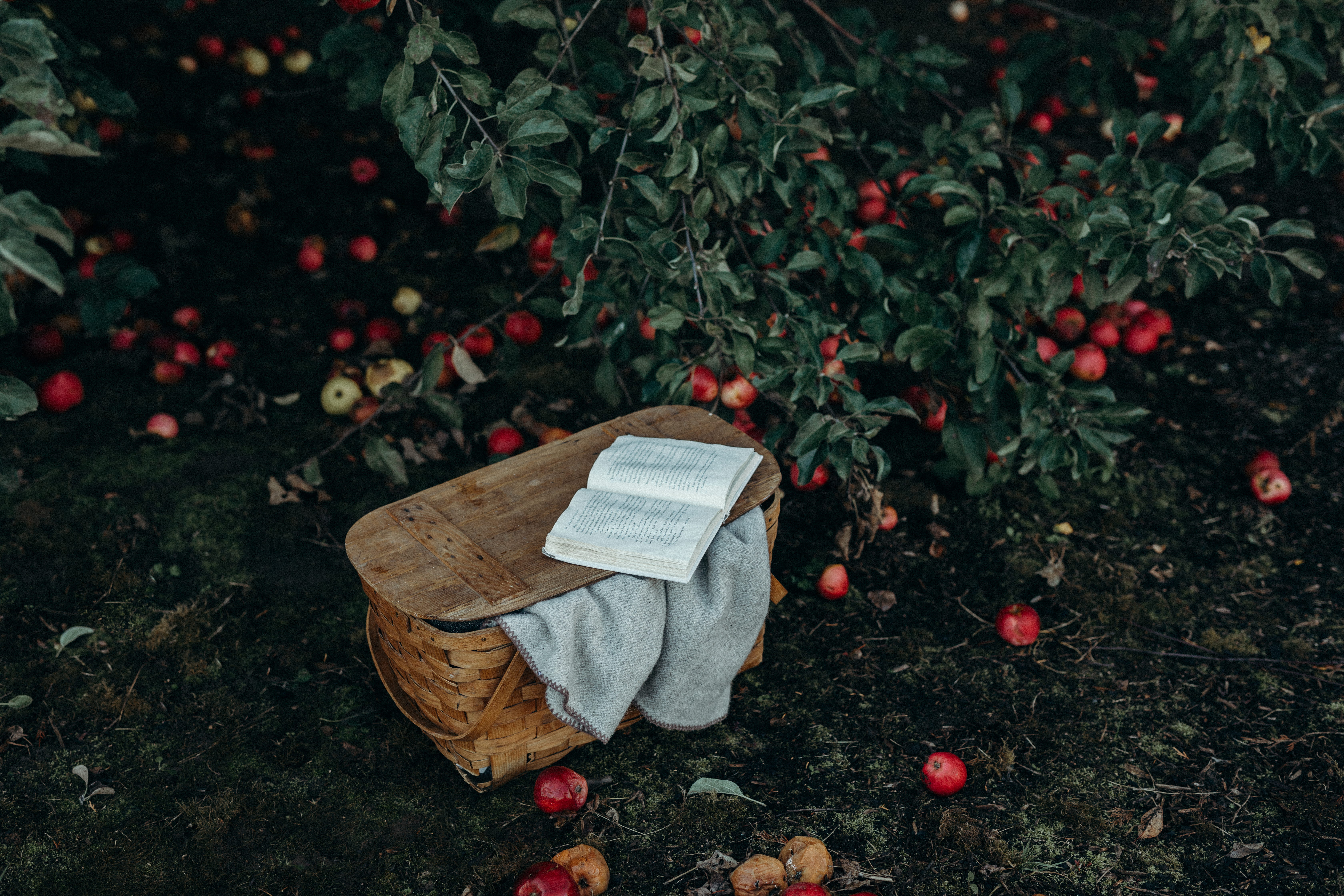 wicker, top, cozy, 5K, freshness, growth, food, gray, fall, apples, no people, land, brown, inside, outdoors, paper, red, leafe, fruit, book, seasonal, HD Wallpaper