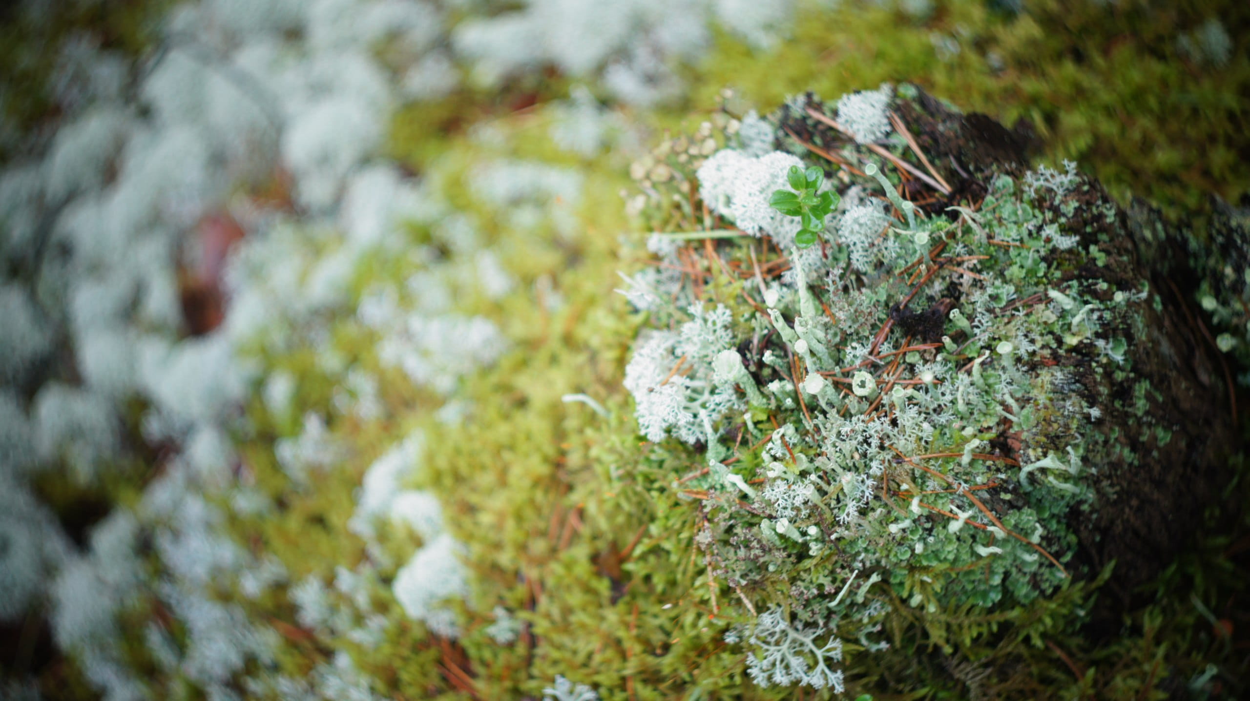 plant, high angle view, vegetable, beauty in nature, day, moss, close-up, rock - object, abstract, russia, rock, forest, microworld, outdoors, microcosm, HD Wallpaper