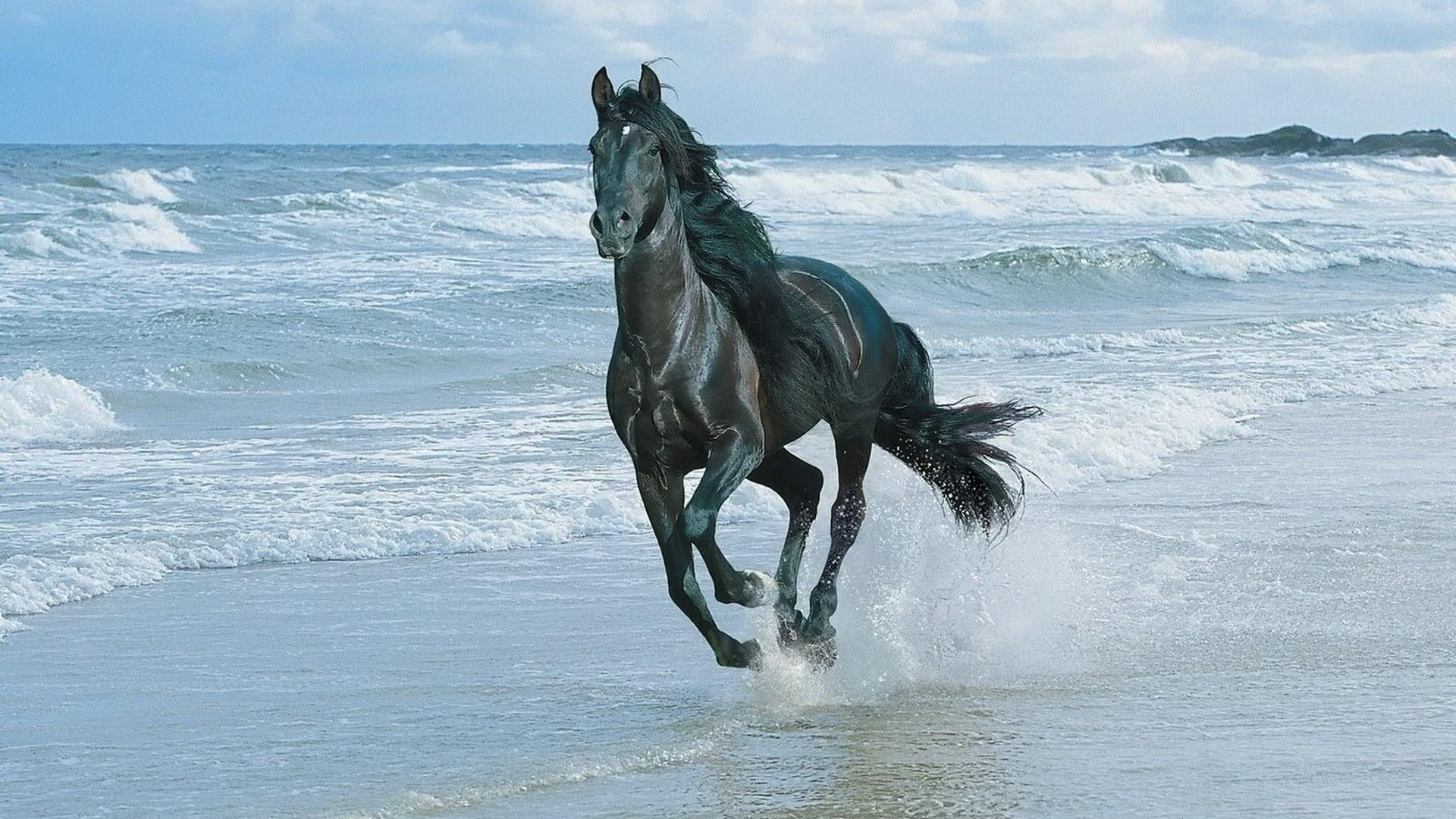 sky, horse, 1080P, beach, ocean, animals, sea, water, HD Wallpaper