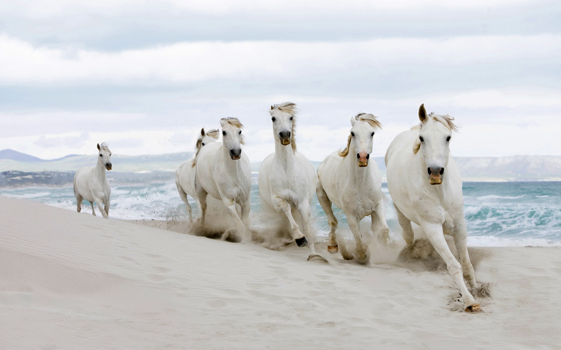dune, nature, clouds, beige, animals, 1080P, beach, windy, horse, white, bright, sand, running, sea, HD Wallpaper