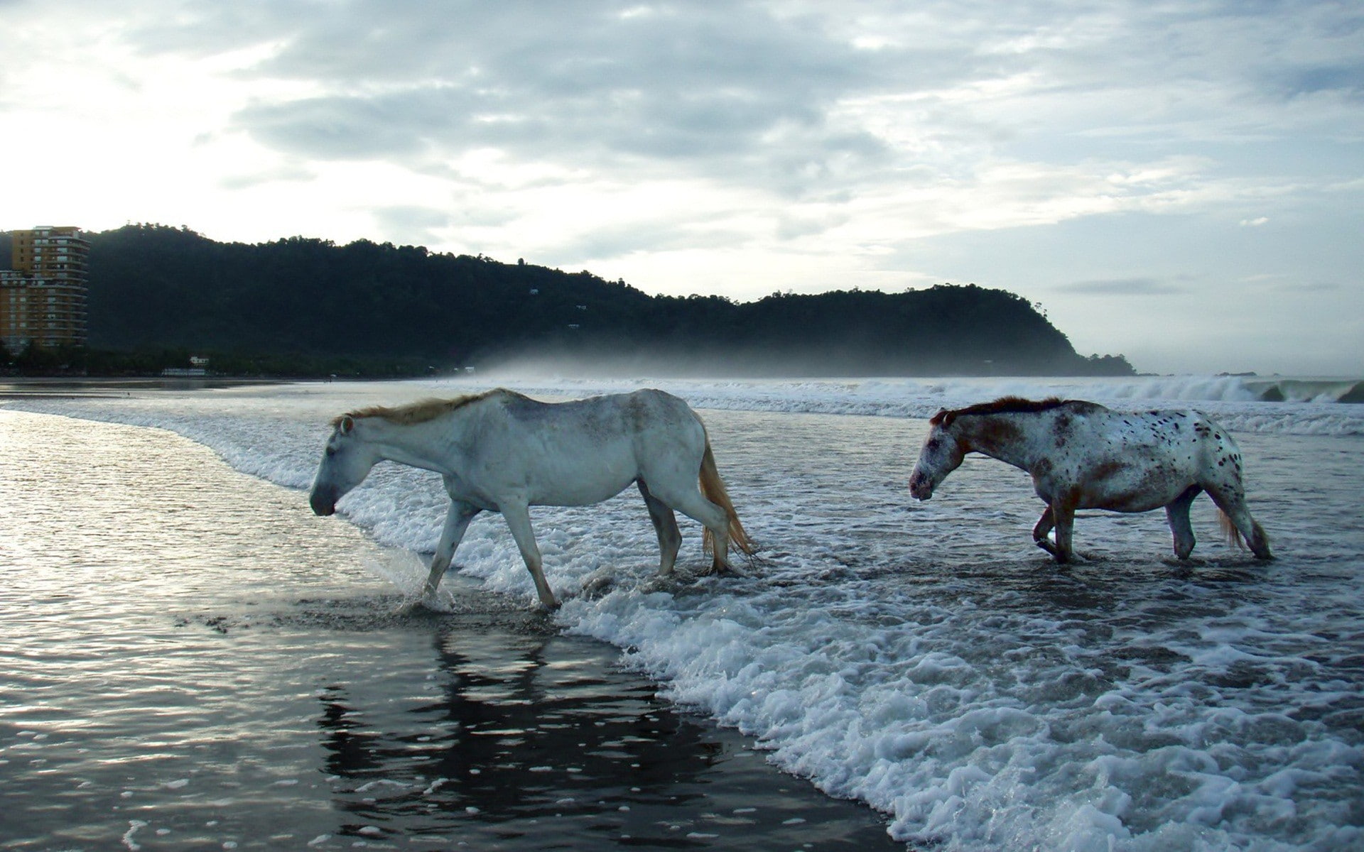 pets, animal, waterfront, 1080P, horse, domestic, animal wildlife, day, domestic animals, animal themes, animals in the wild, mammal, nature, vertebrate, HD Wallpaper