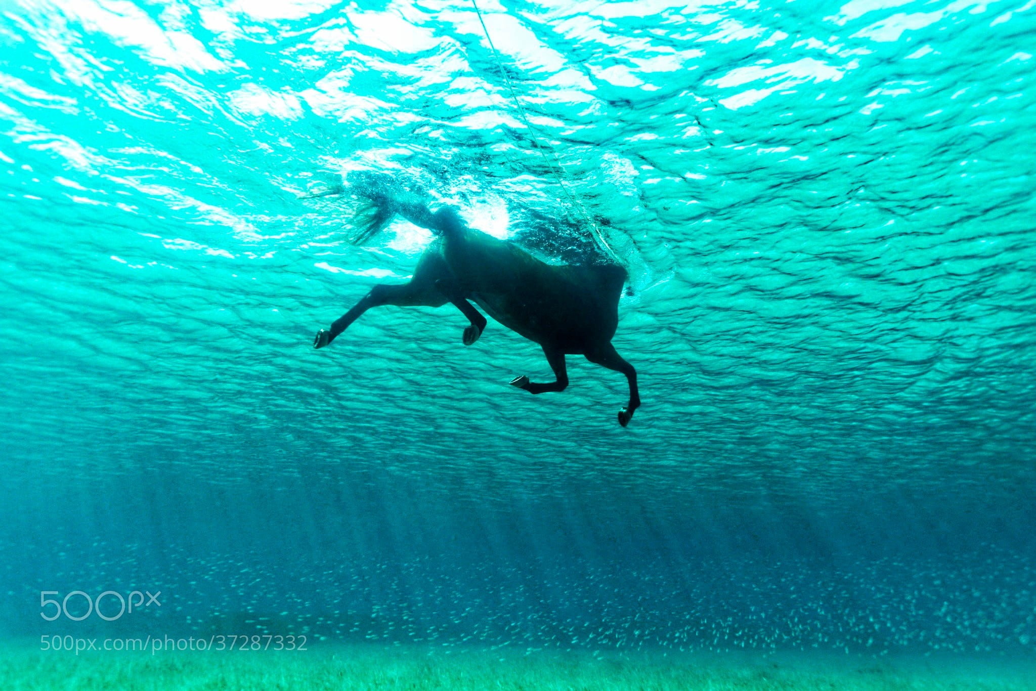 Kurt Arrigo, mammal, turquoise colored, animal themes, animal wildlife, full length, swimming, 500px, blue, one animal, marine, animal, undersea, no people, HD Wallpaper