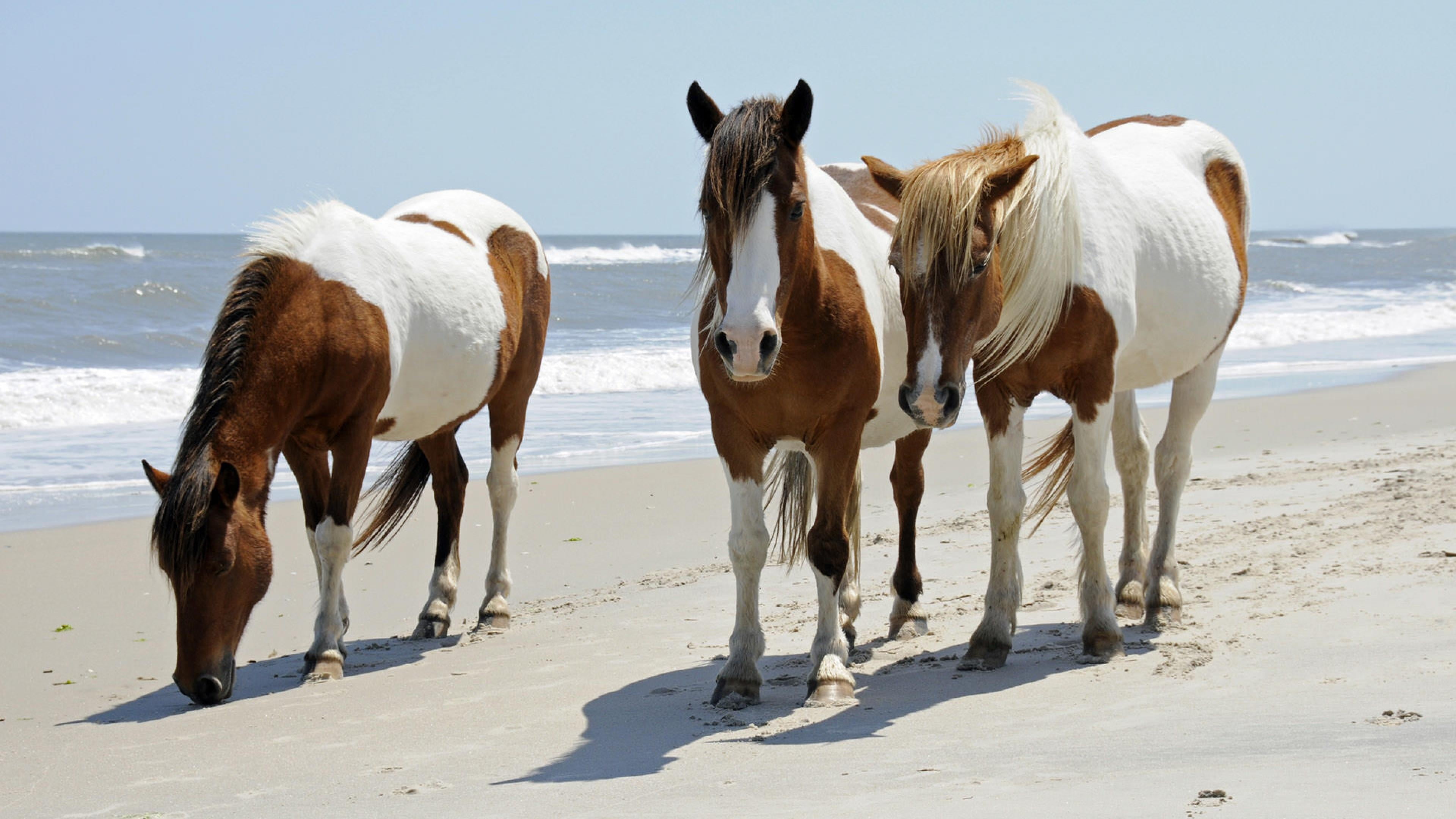 united states, land, pinto ponies, maryland, water, day, outdoors, horse, seashore, livestock, animal wildlife, sand, animal themes, vertebrate, mammal, HD Wallpaper
