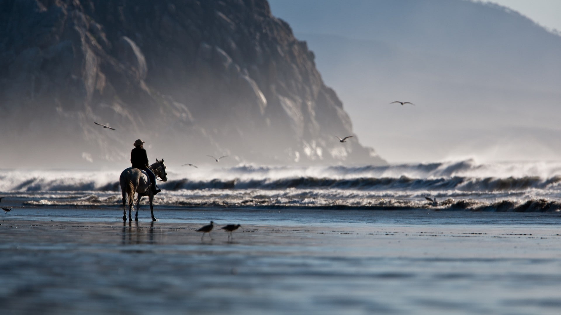 animals in the wild, bird, wave, 1080P, sky, outdoors, beauty in nature, sea, horse, nature, vertebrate, waves, people, water, day, animal wildlife, riding, HD Wallpaper