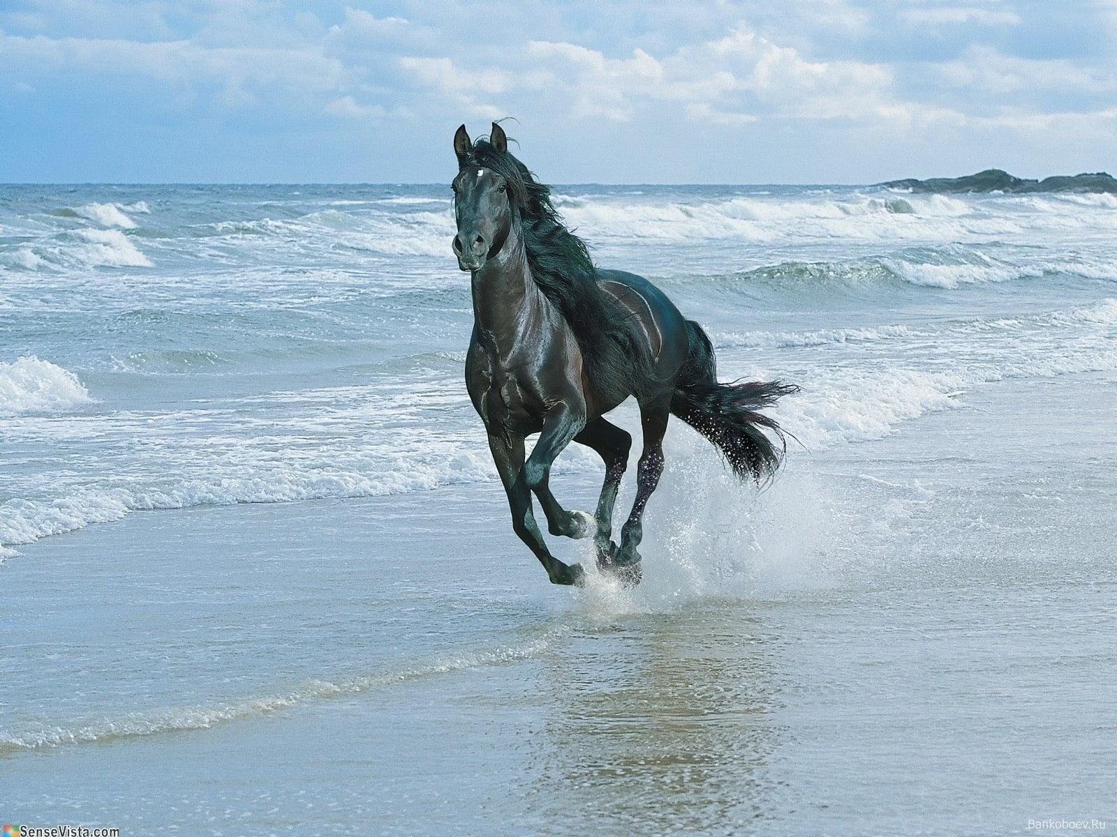pets, blue, spray, stallion, motion, dog, riding, wave, splashing, nature, speed, horizon over water, horseback Riding, black, outdoors, beauty In Nature, HD Wallpaper