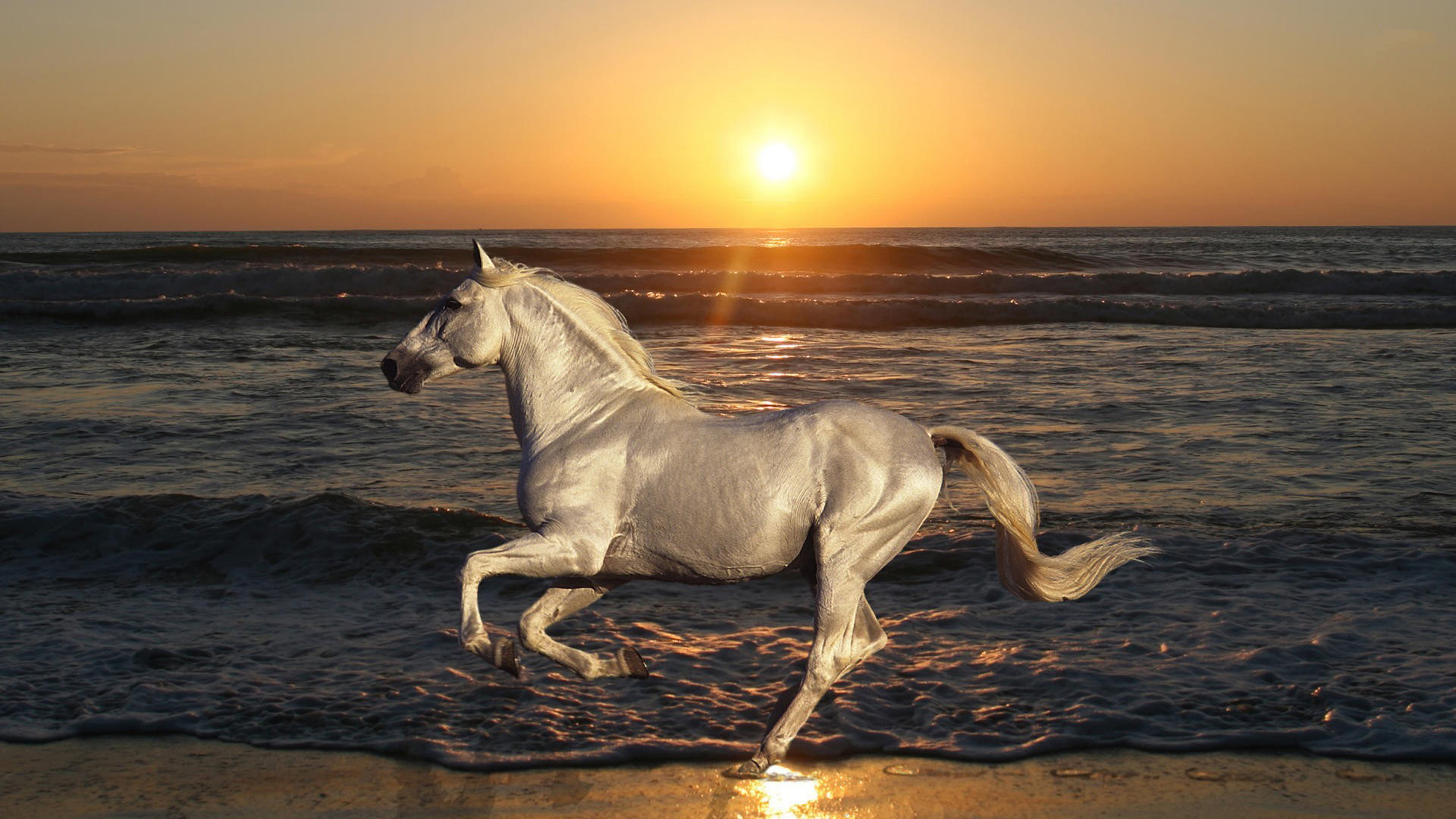 horse, no people, waves, beach, hd, desktop, horizon over water, mammal, sunset, domestic animals, beauty in nature, animal, water, animal themes, HD Wallpaper