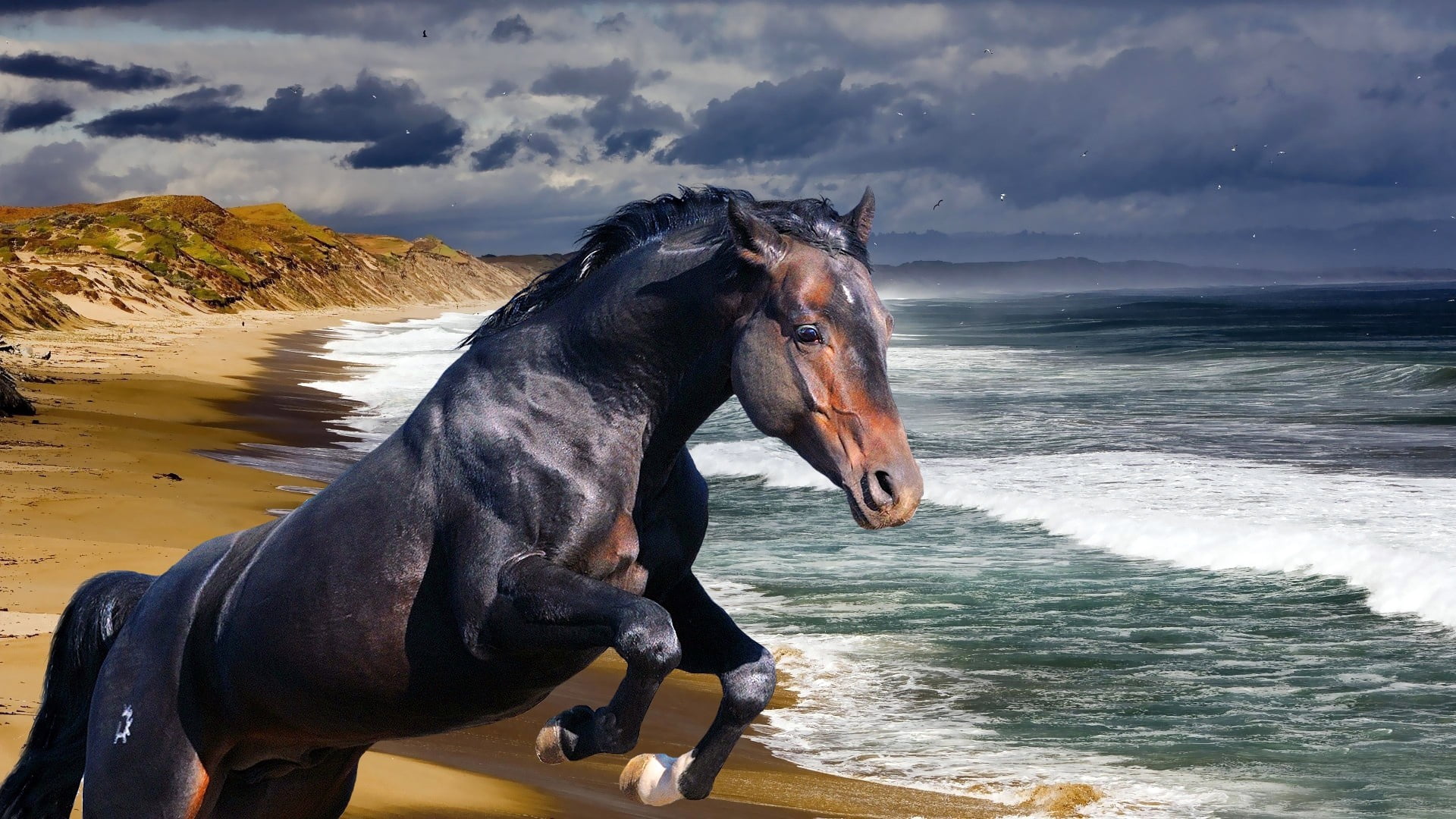 no people, motion, black, horse, bay Horse, water, coastline, outdoors, beach, sand, domestic animals, nature, pets, vertebrate, horizon over water, mammal, HD Wallpaper