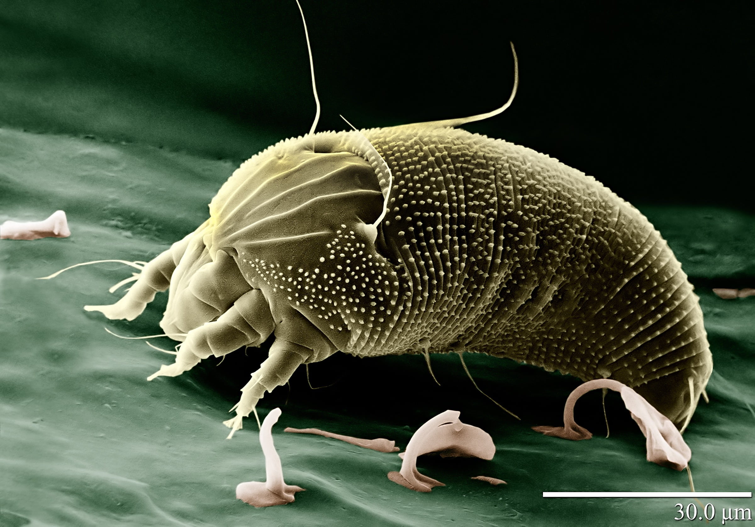 mite, nature, animals in the wild, animal wildlife, spider, allergen, acari, water, electron microscopy, one animal, electron micrograph, science, hand, HD Wallpaper