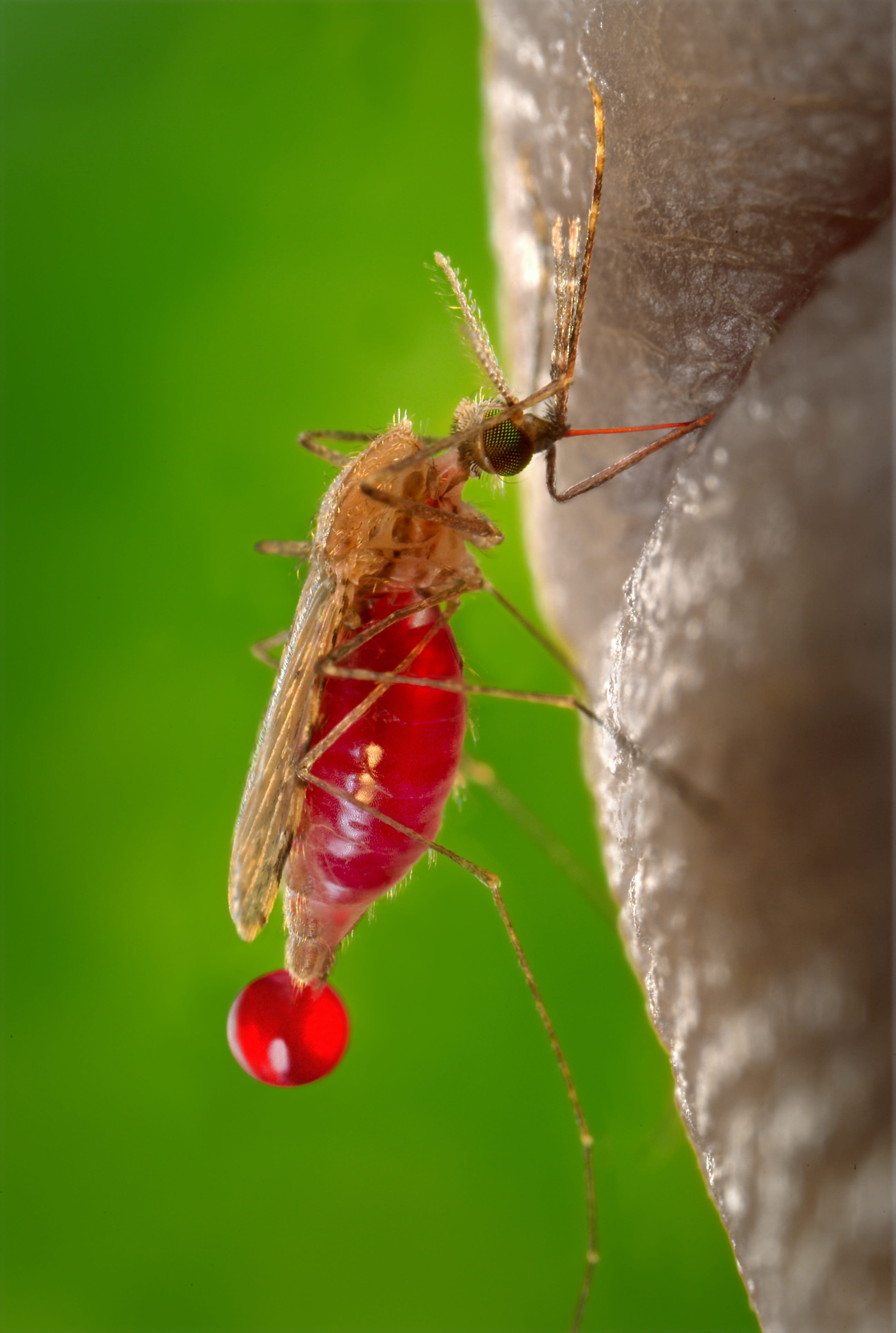 fever, day, invertebrate, insect, one animal, food, photo, Mosquito, parasite, animal themes, Blood, disease, red, 4K, Sucking, selective focus, plant, Phone HD Wallpaper