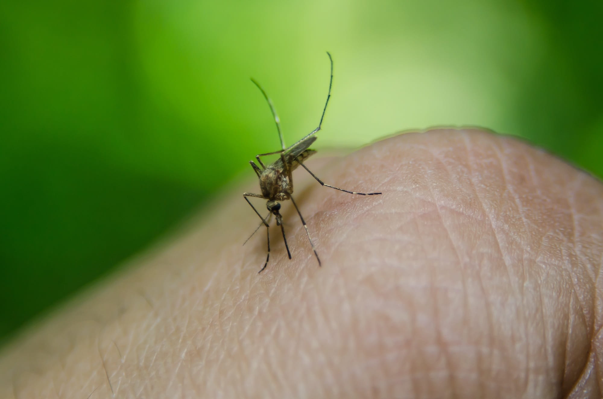 close-up, black, selective focus, focus, human hand, yellow fever, one animal, disease, nasty, hand, sucking, naturephotography, Insect, blood, west nile virus, HD Wallpaper