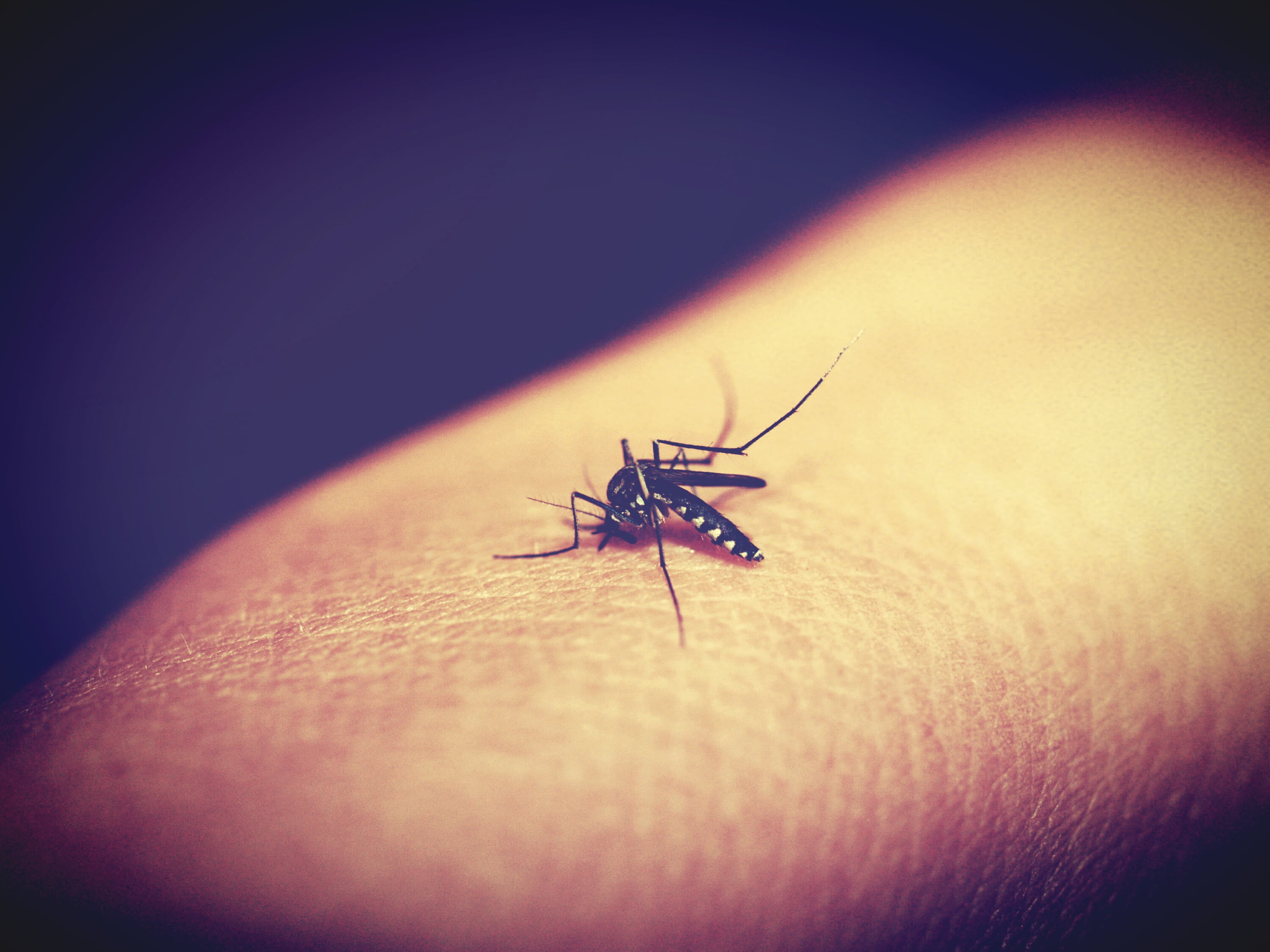 feeding, death, biology, nature, human, bloodsucker, animal wildlife, sting, magnification, summer, unrecognizable person, up, malaria, stinging, one person, HD Wallpaper