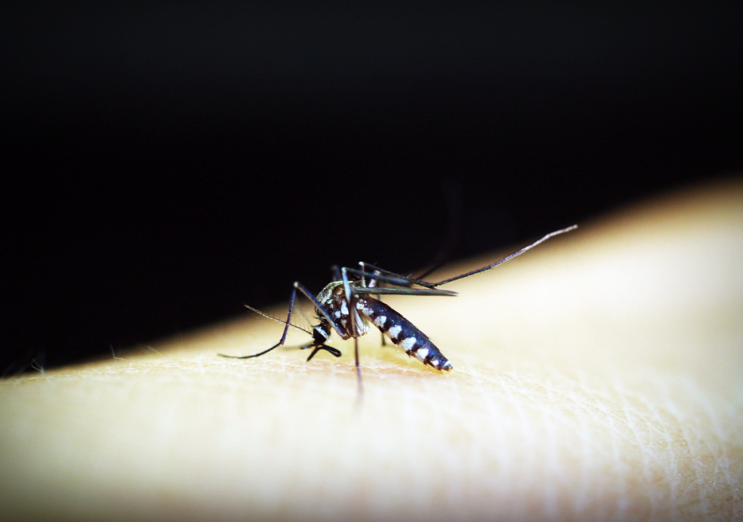 animal wildlife, macro nature, pain, summer, sucker, stinging, small, needle, dipterus, sting, human, sickness, trunk, zoology, bloodsucker, nature, epidemic, HD Wallpaper