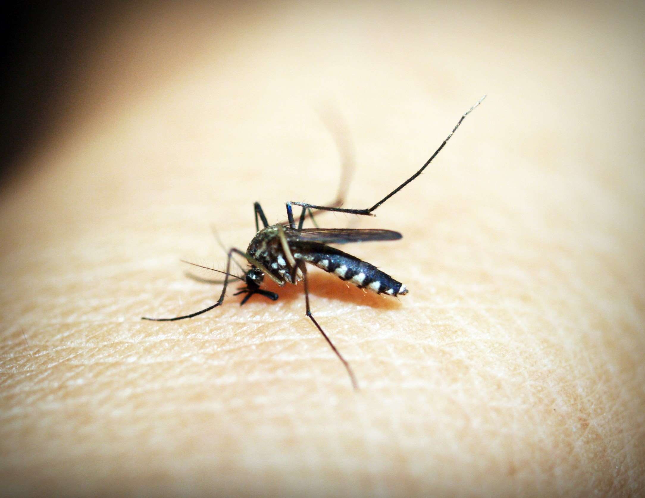 haustellum, animals in the wild, vignette, skin, unrecognizable person, insect, bite, one person, blood, infectious, outdoors, bloodsucker, selective focus, HD Wallpaper