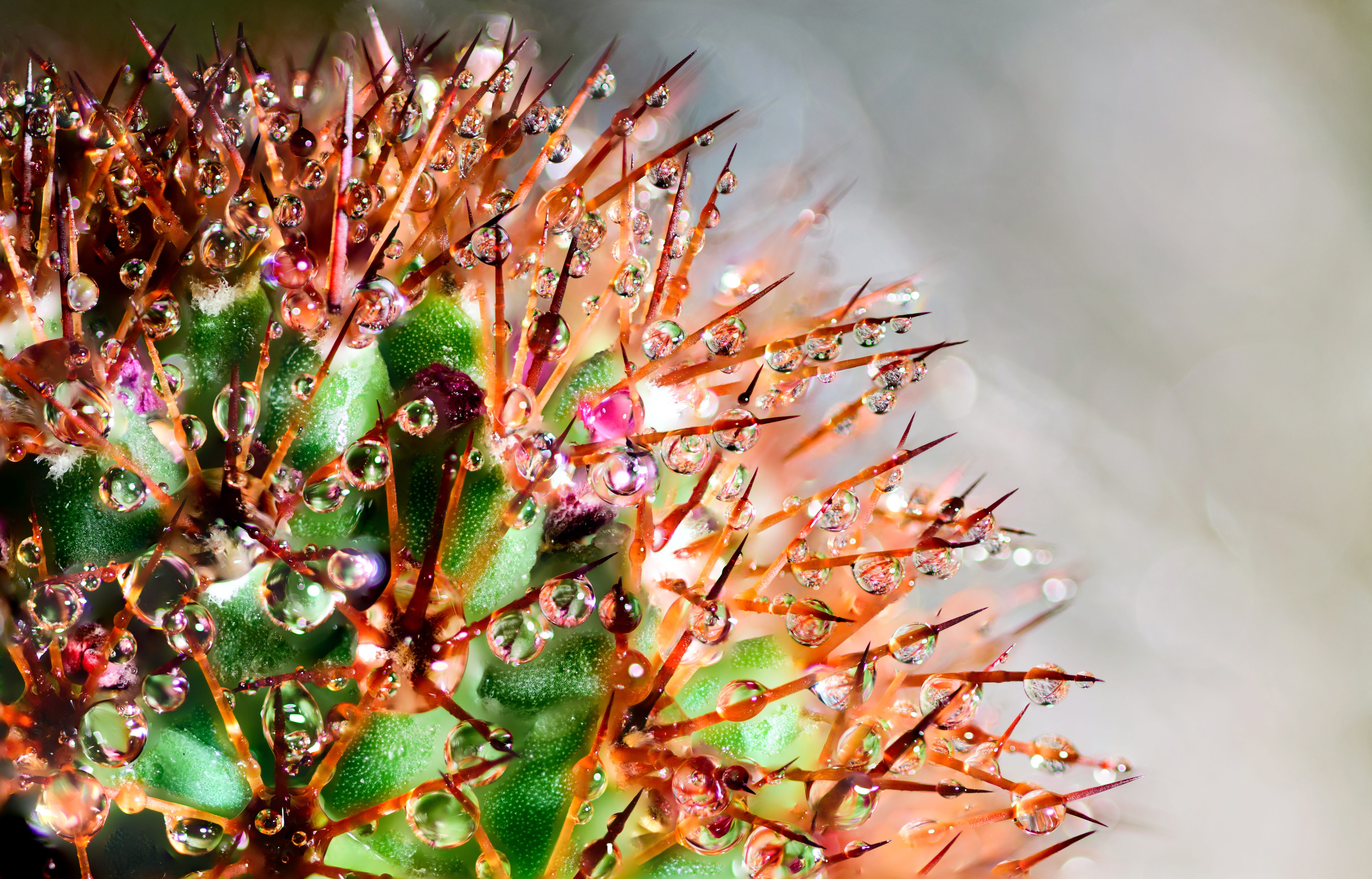 close, brown, fresh, drop, cold temperature, Abstract, life-size, christmas, outdoors, droplets, spring, tree, beauty, focus, plants, dew, Artistic, close up, HD Wallpaper