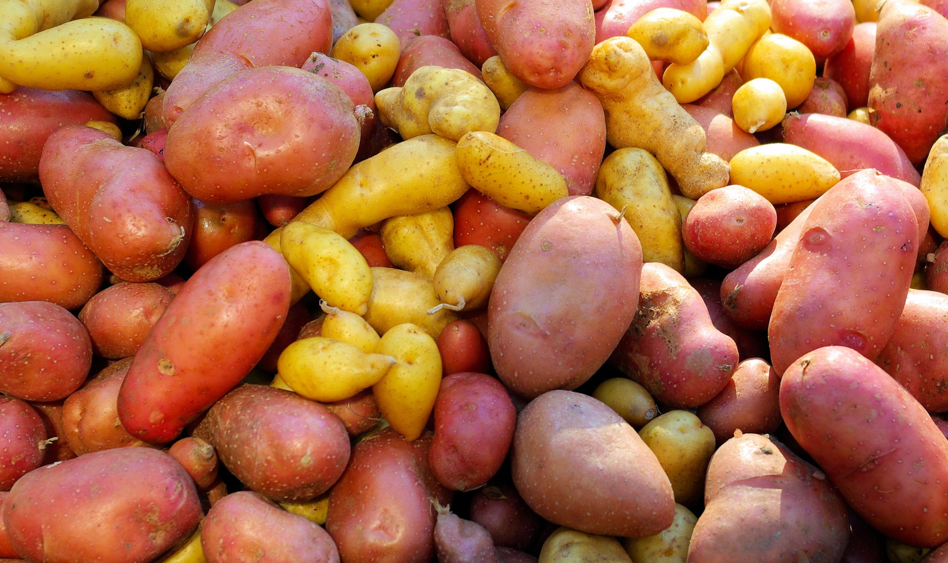 potatoes, vegetarian, market, full frame, freshness, high angle view, large group of objects, day, raw, healthy, organic, retail, backgrounds, red, harvest, HD Wallpaper