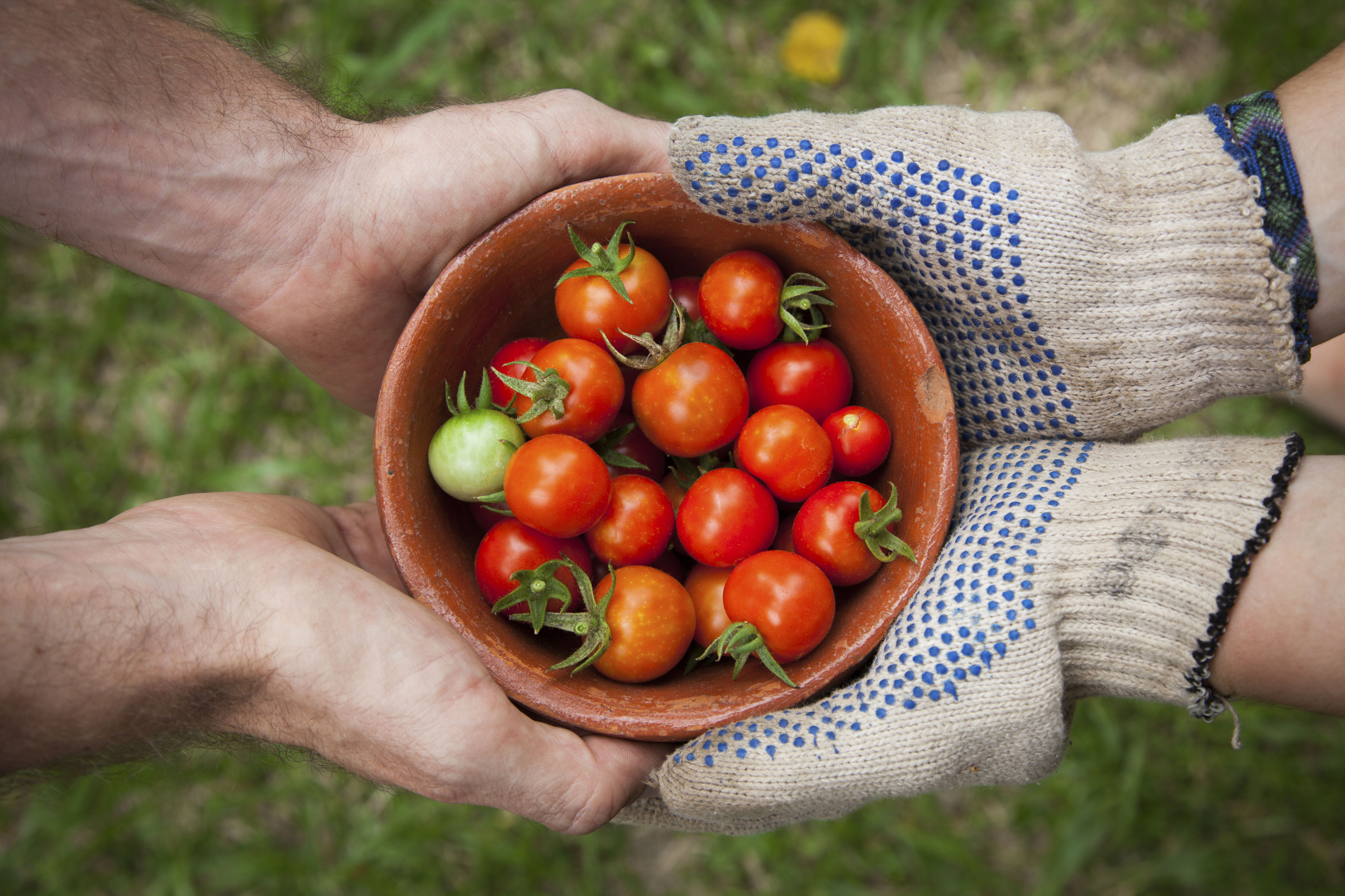 human body part, plant, human limb, human hand, hands, freshness, gardening, organic, wellbeing, vegetable, agriculture, ripe, food and drink, healthy eating, HD Wallpaper