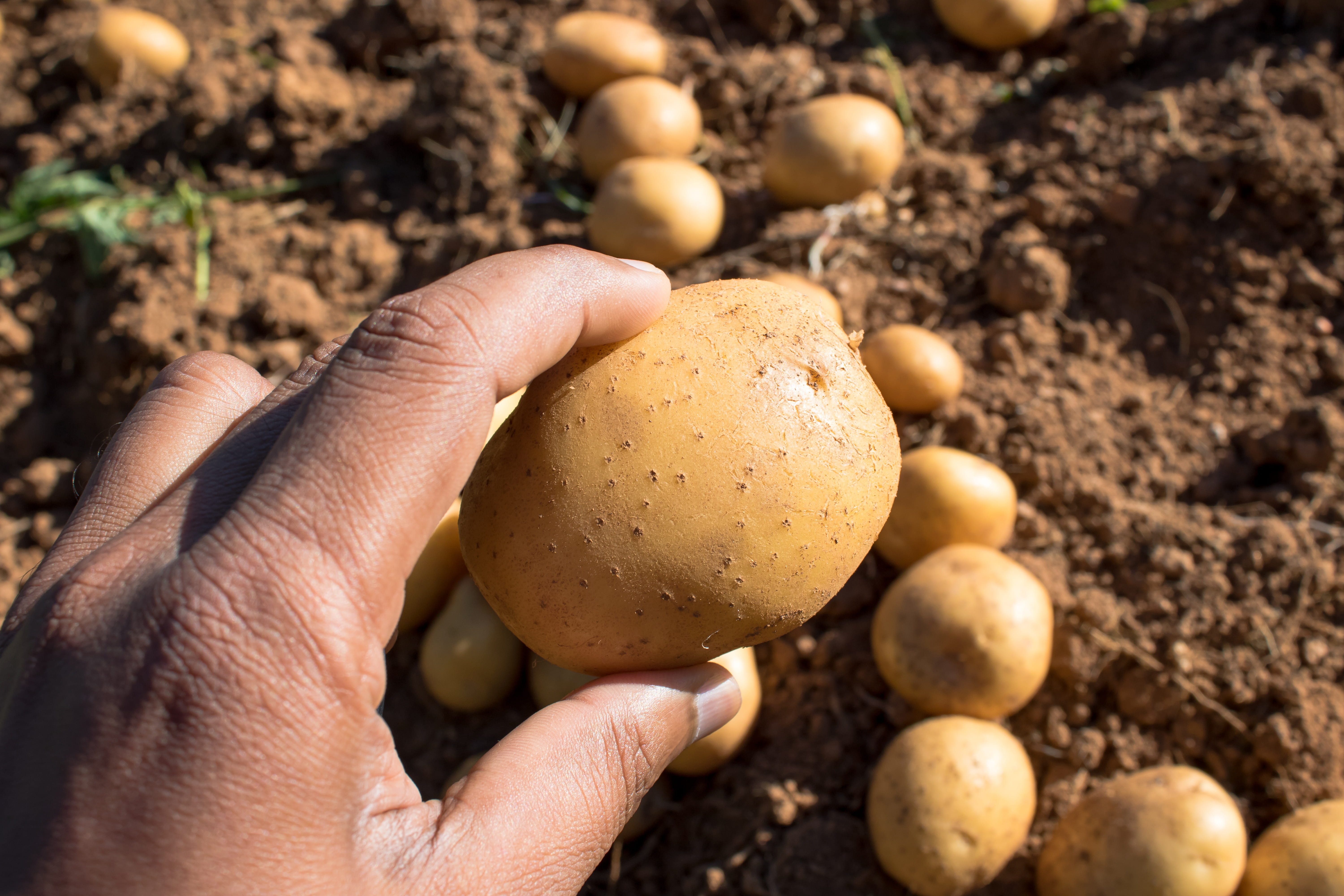 soil, outdoors, srilanka, farming, food, focus on foreground, hand, root out, sri lanka, gardening, potatoes, organic, one person, freshness, healthy eating, HD Wallpaper