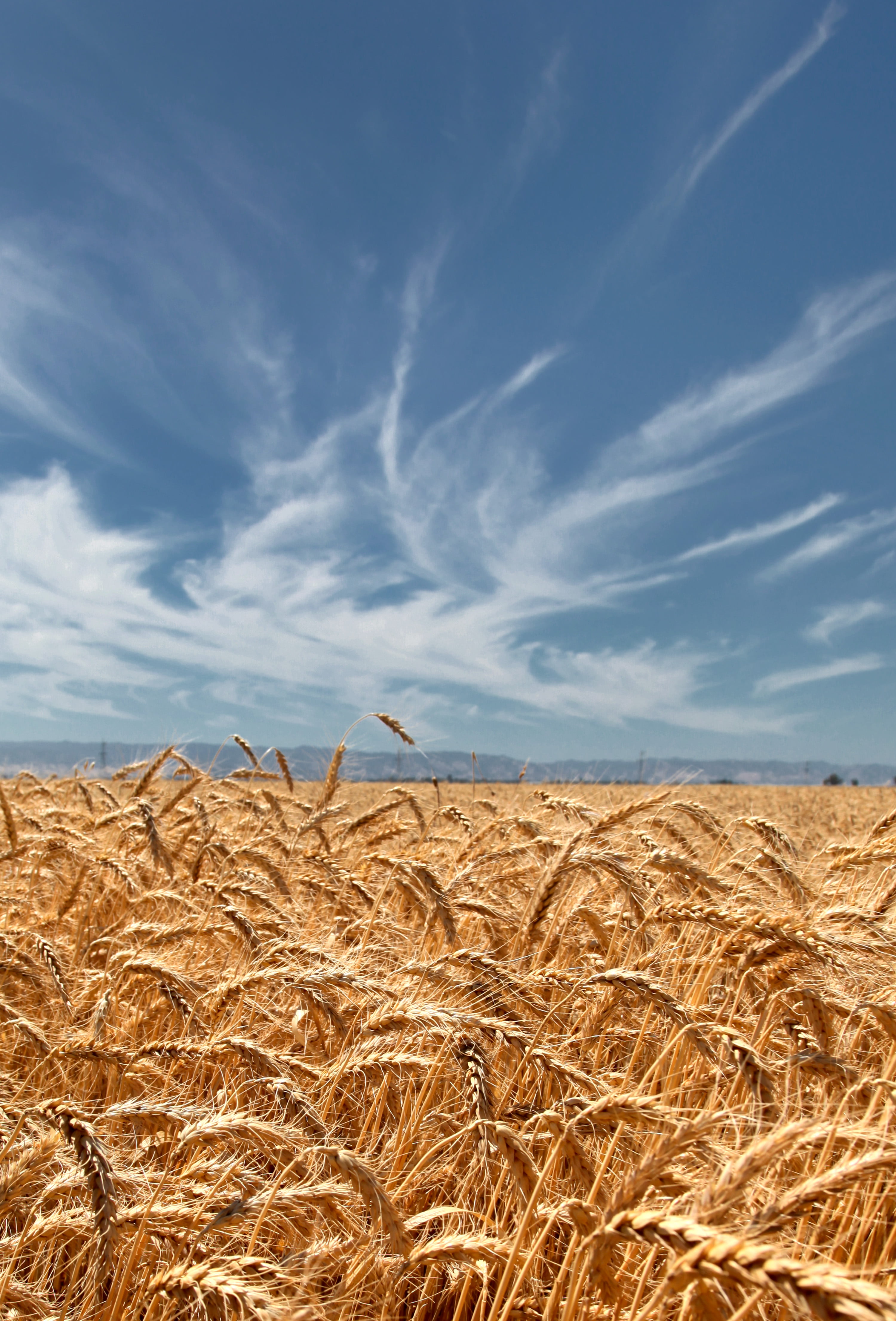 4K, wheat, grain, field, laps, blue skies, growers, wreath, harvesting, farm, agriculture, gold Colored, growth, yellow, straw, summer, Solano  California, Phone HD Wallpaper