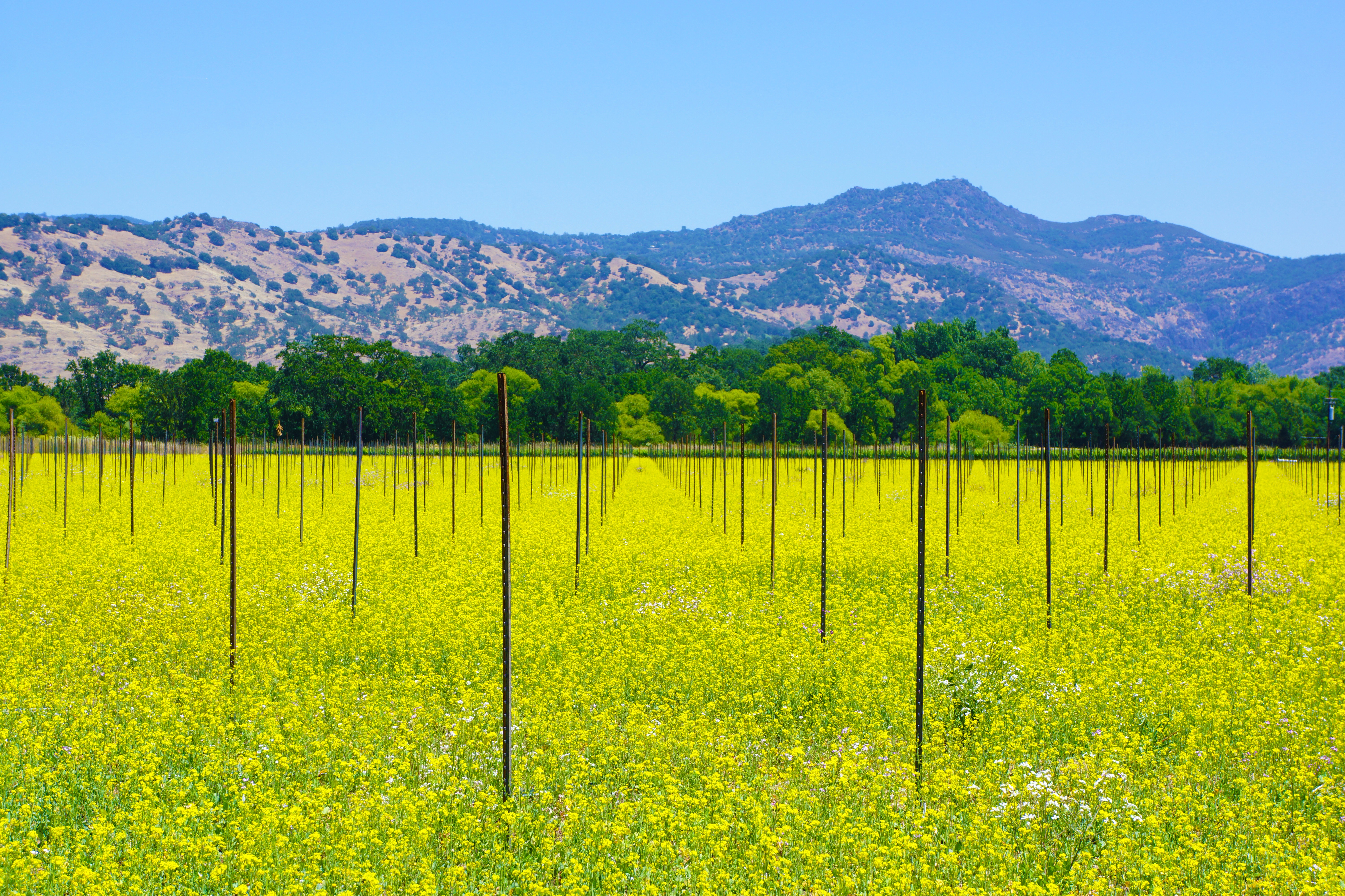 vine, sky, wine, growing, grape, food, yellow, mustard, rural scene, farm, harvest, no people, land, napa valley, nature, northern, outdoors, summer, america, HD Wallpaper