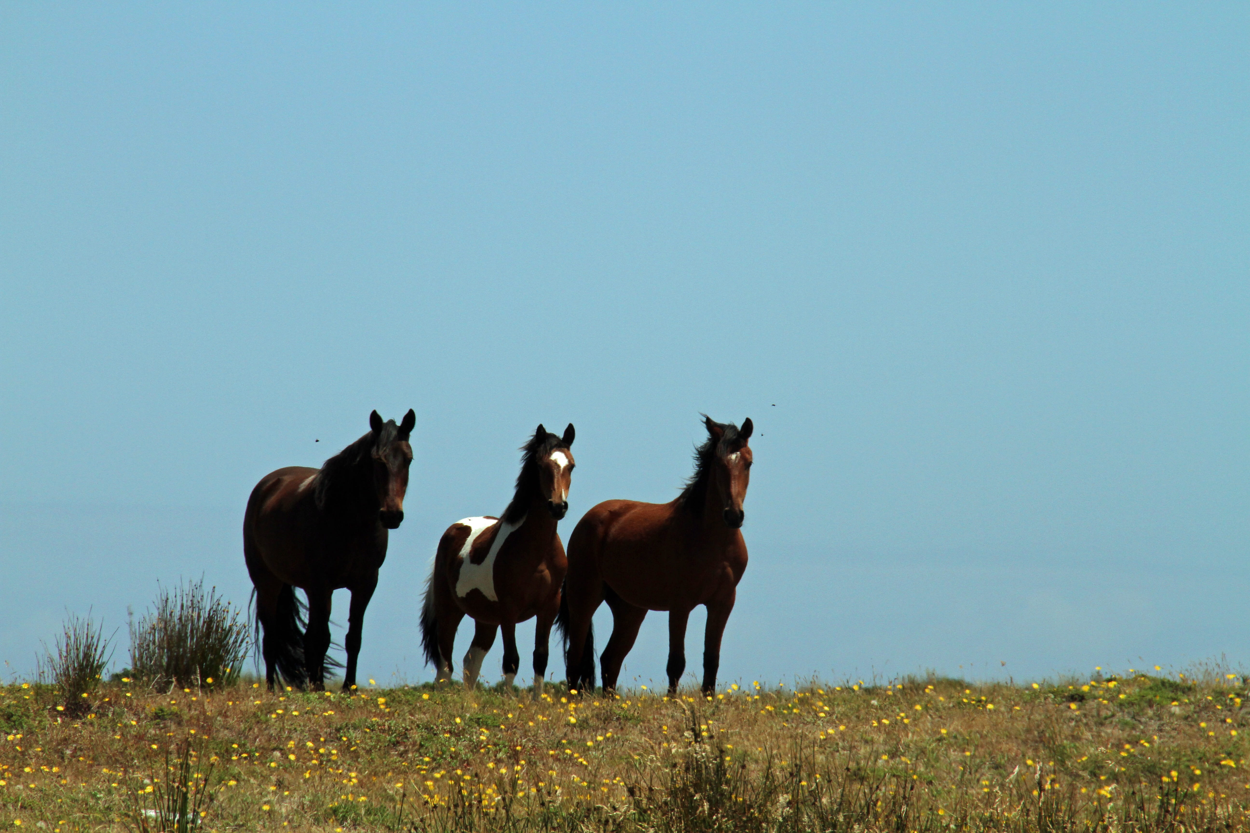 no people, nature, island, tourism, land, plant, horse, pets, outdoors, group of animals, Chile, livestock, animal themes, grass, rural, full length, horses, HD Wallpaper
