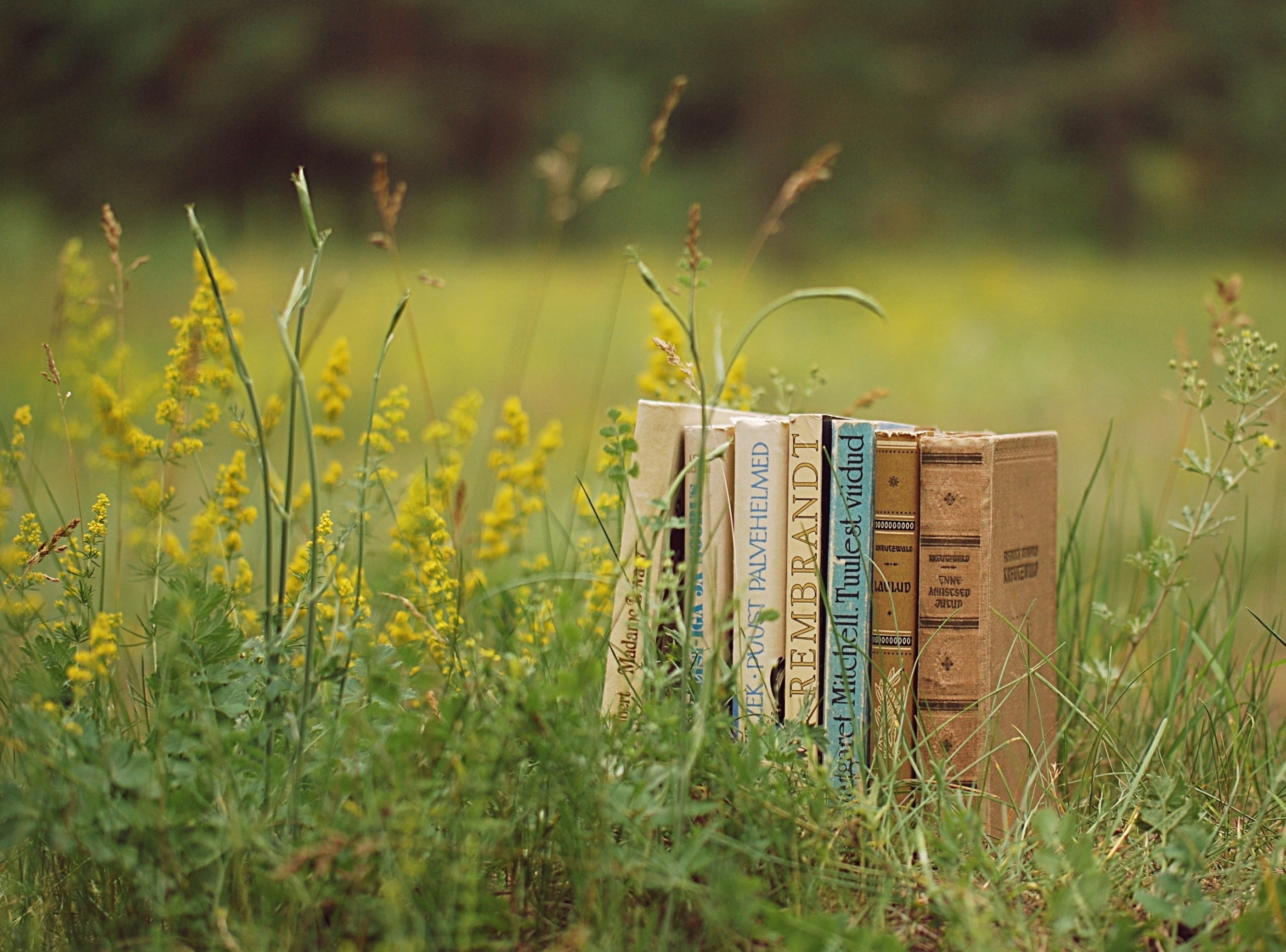 land, Outdoors, flower, communication, number, container, flowering plant, grass, day, books, text, plant, old, field, green color, nature, growth, environment, HD Wallpaper
