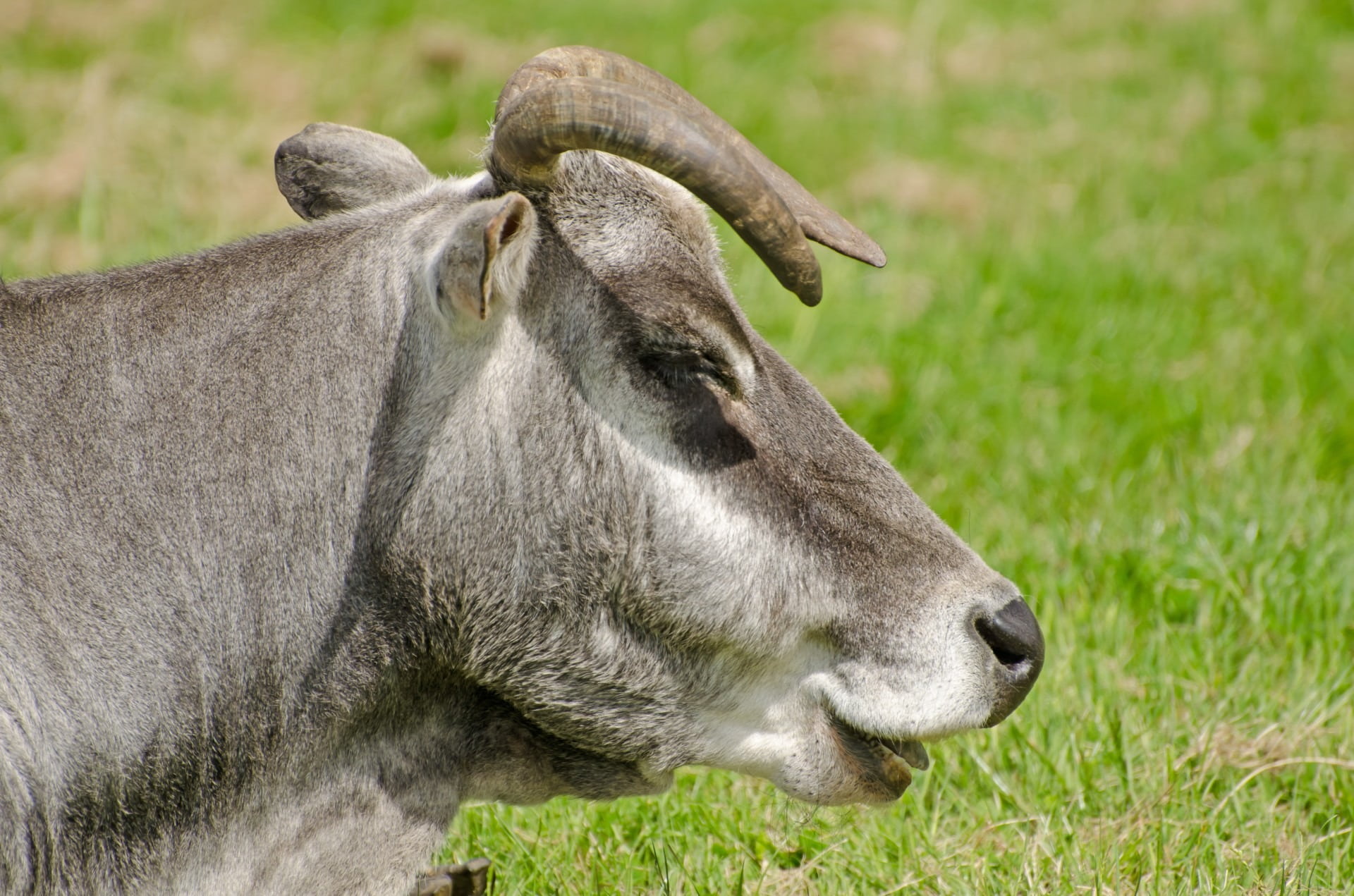 animal, grass, no people, graze, one animal, farming, rancher, stand, dairy, cut, village, animal themes, focus on foreground, development, animal head, HD Wallpaper