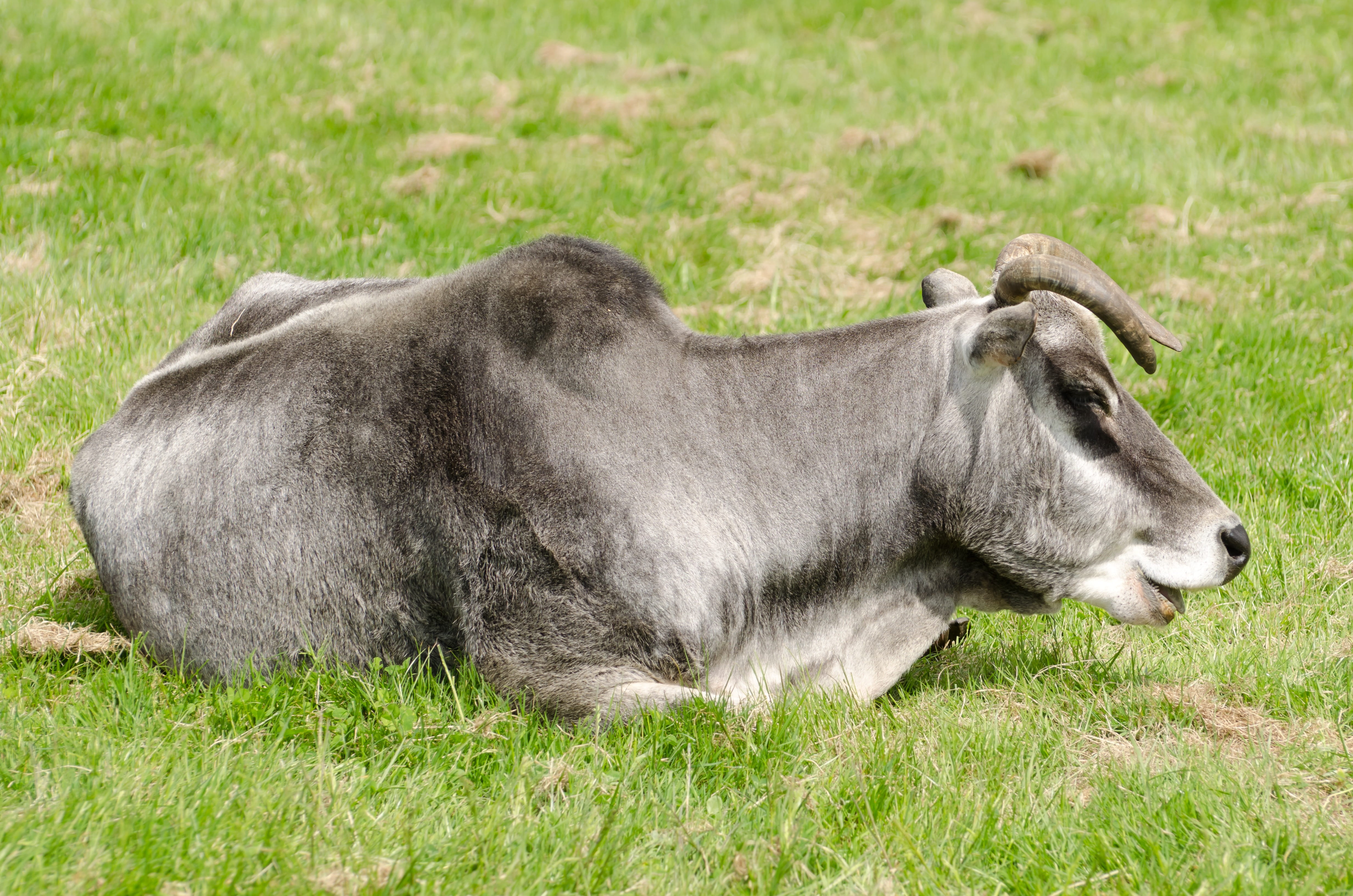 4K, pasture, pets, day, vertebrate, animal wildlife, cut, organic, beef, farm, nature, field, deforestation, animal, Destruction, domestic animals, dairy, HD Wallpaper