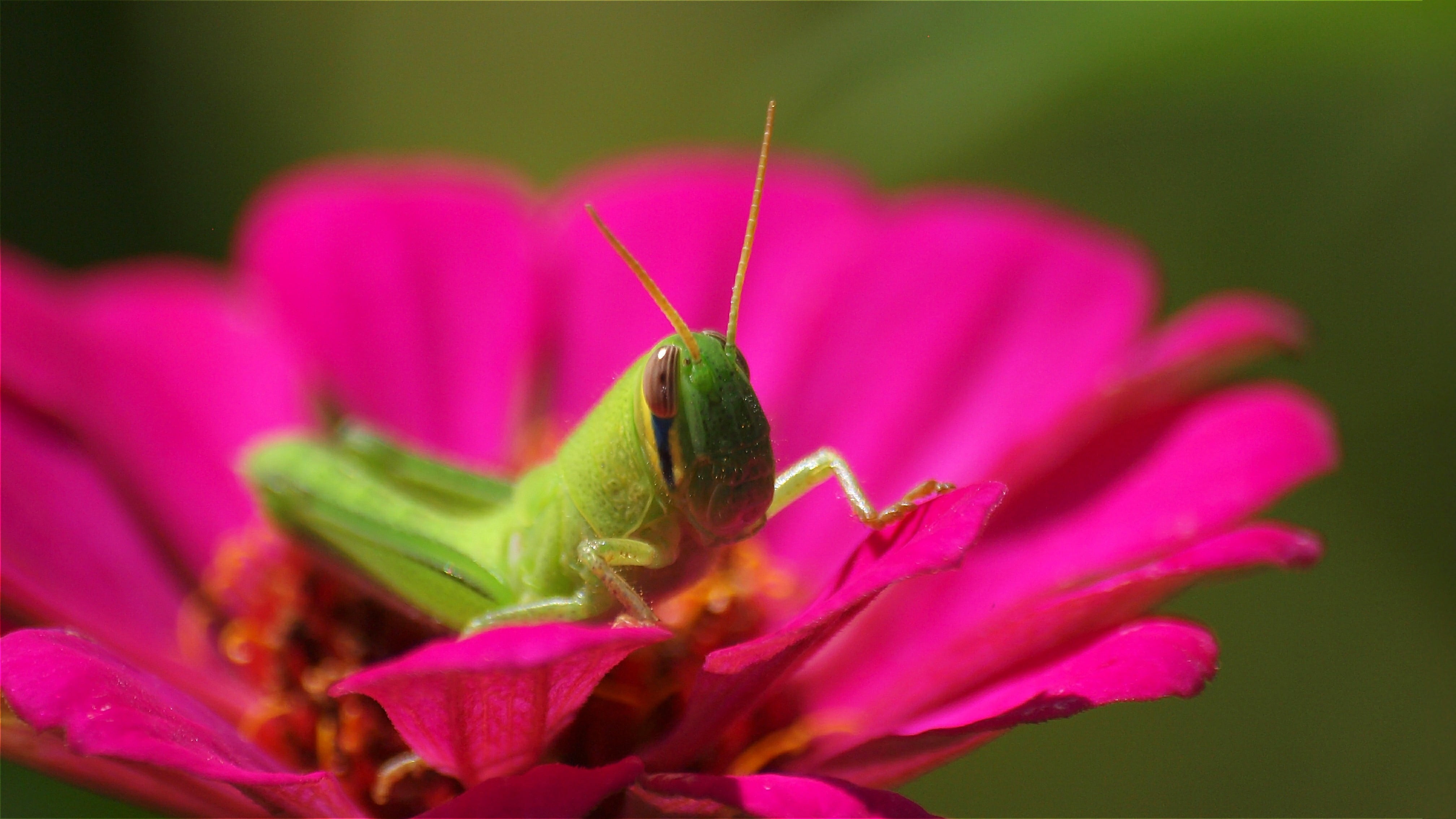 plant, selective, animal, insect, juvenile, Locust, focus, Japan, 蝗, green, photography, close-up, flower, selective focus, Grasshopper, 4K, nature, autumn, HD Wallpaper