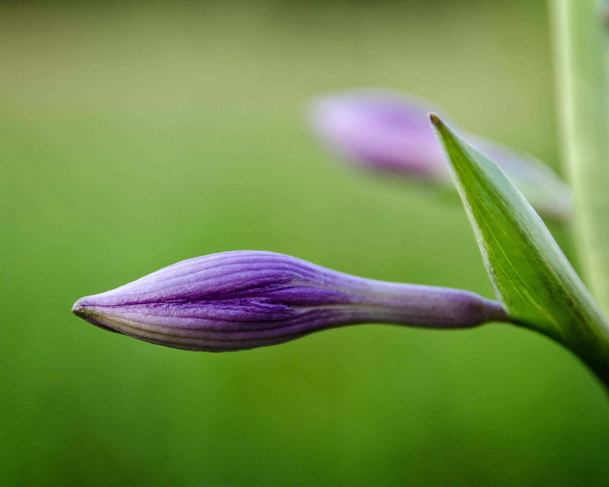 sigma, purple flower, floral, plant, Awakening, selective focus, flower, nature, selective, flower Head, 70mm, 1080P, flower bud, close-up, bud, purple, HD Wallpaper