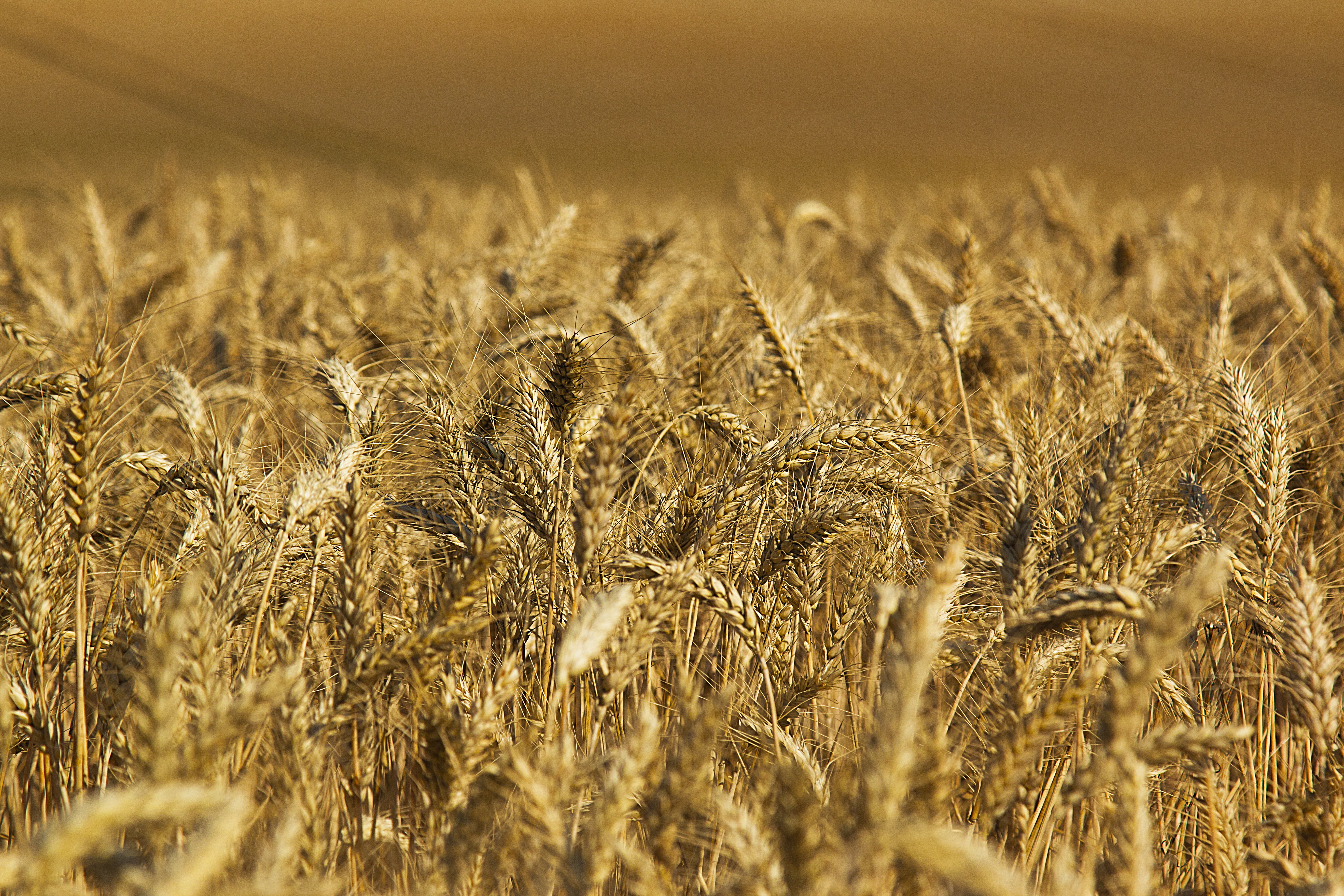 straw, outdoors, crop, gold Colored, nature, farm, haute, field, growth, shallow, harvesting, agriculture, cereal Plant, marne, seed, ripe, moisson, summer, HD Wallpaper