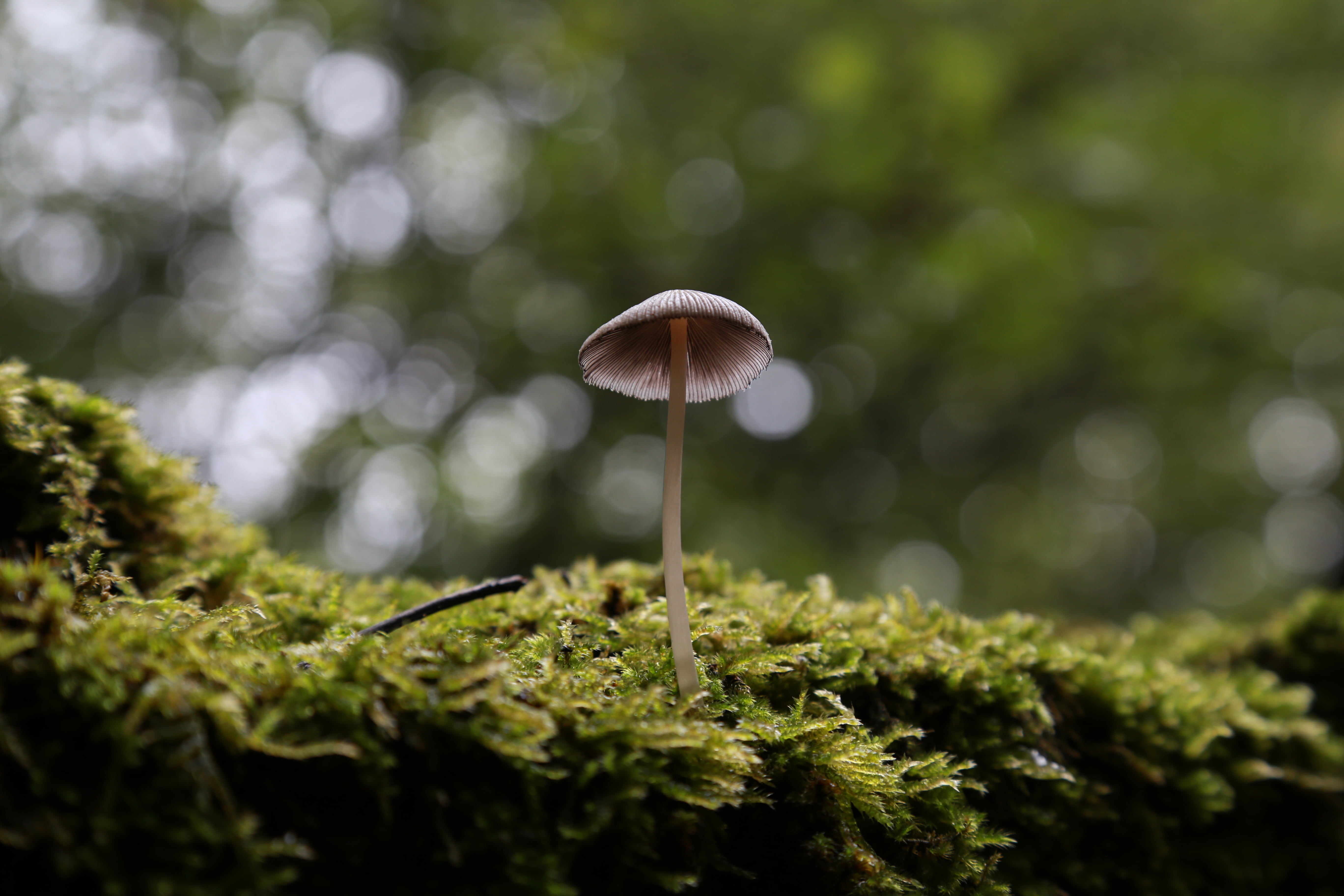 tilt, fungus, toadstool, forest, 5K, fungo, DOF, canon, Mushroom, autumn, 105mm, Solitary, photography, season, nature, plant, mycena, lens, moss, close-up, HD Wallpaper