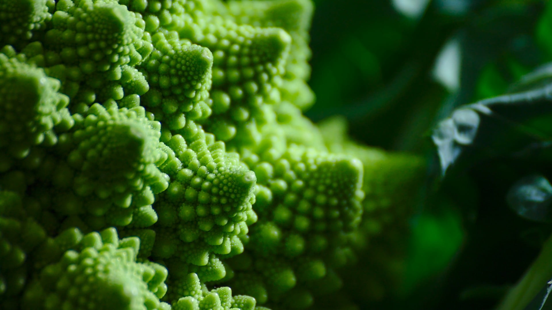 green, vegetable, macro, close-up, agriculture, fractal, full frame, wellbeing, broccoli, freshness, selective focus, plant part, pattern, backgrounds, HD Wallpaper