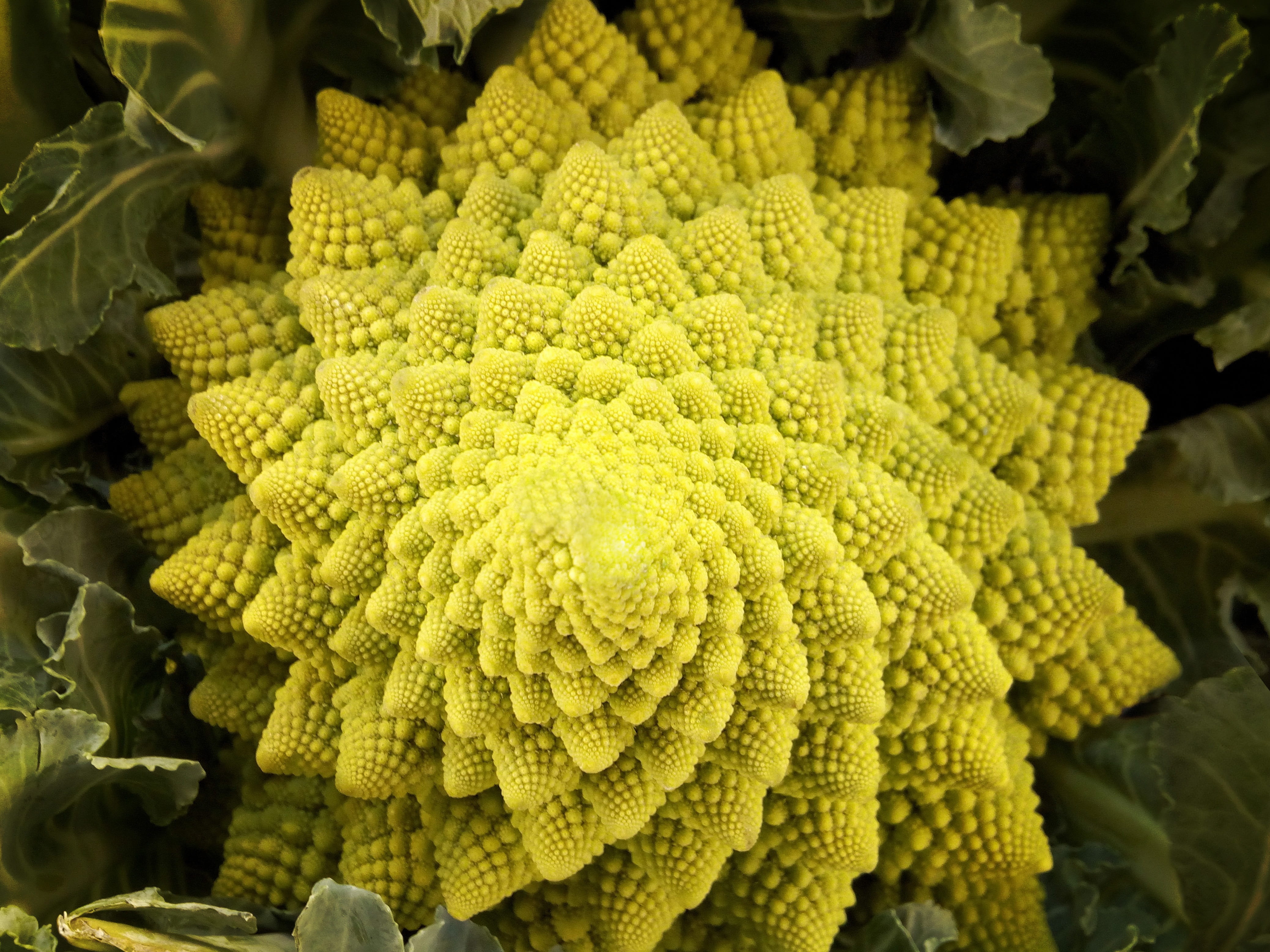 outdoors, flowering plant, abstract, green, flower, market, plant, day, freshness, romanesco, food and drink, photography, broccoli, high angle view, fractal, HD Wallpaper