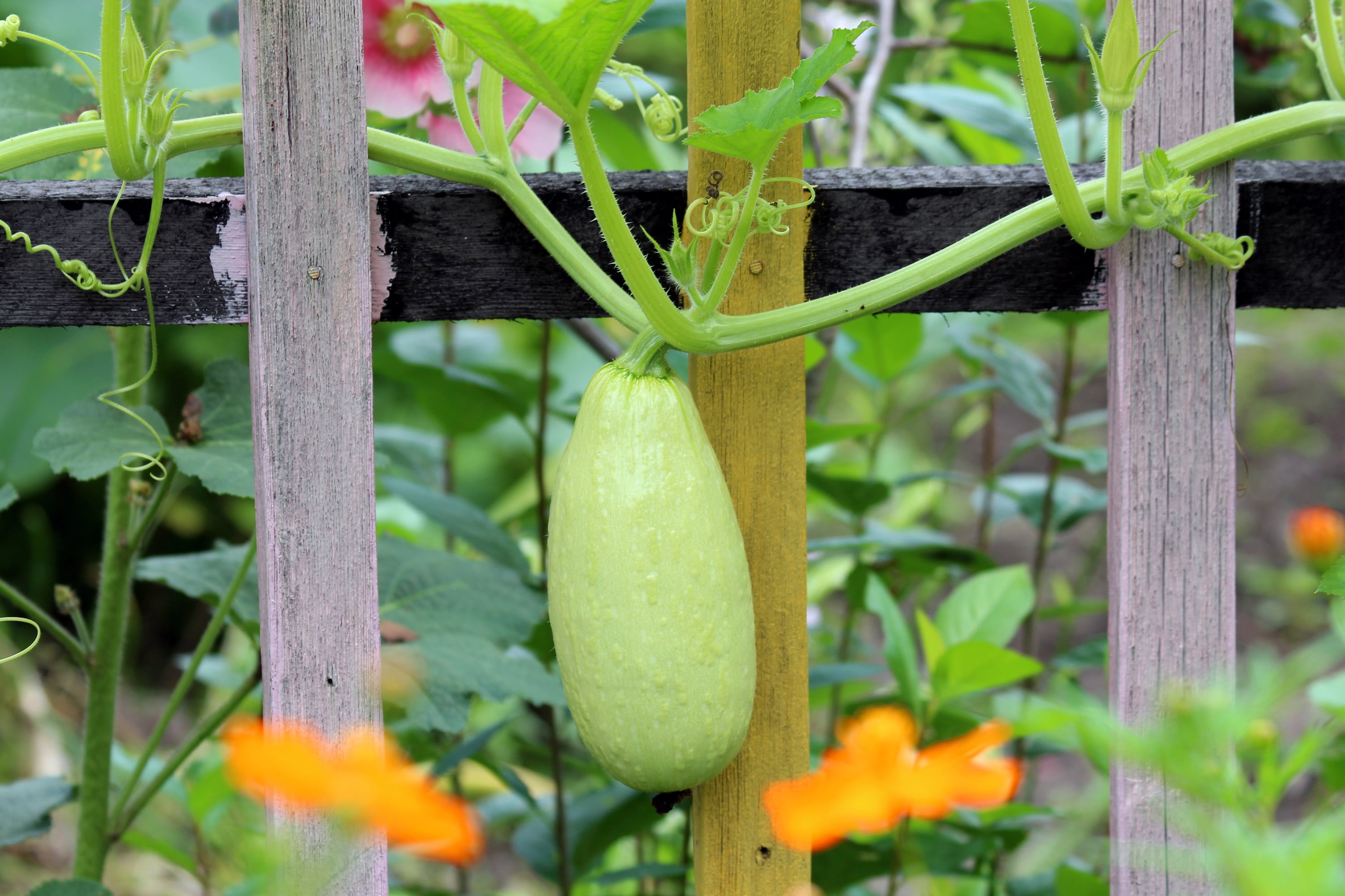 focus, selective, food and drink, lash, wood, focus on foreground, zucchini, bottle, plant, freshness, organic, dacha, gourd, leaf, growth, boundary, agriculture, HD Wallpaper
