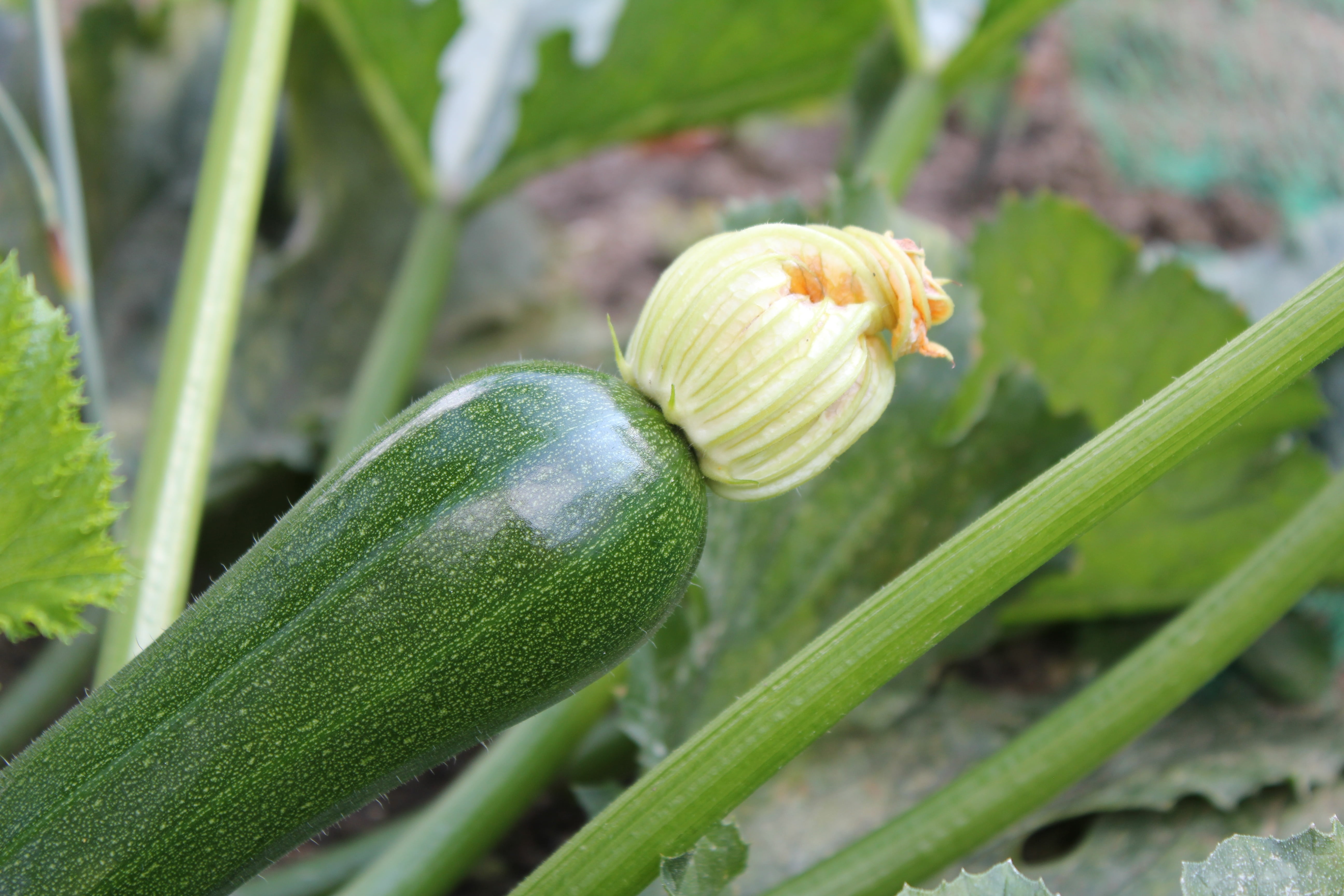 zucchini flower, growth, nature, beauty in nature, gastropod, zucchini, invertebrate, 5K, mollusk, plant part, animal wildlife, animal, green color, focus on foreground, HD Wallpaper