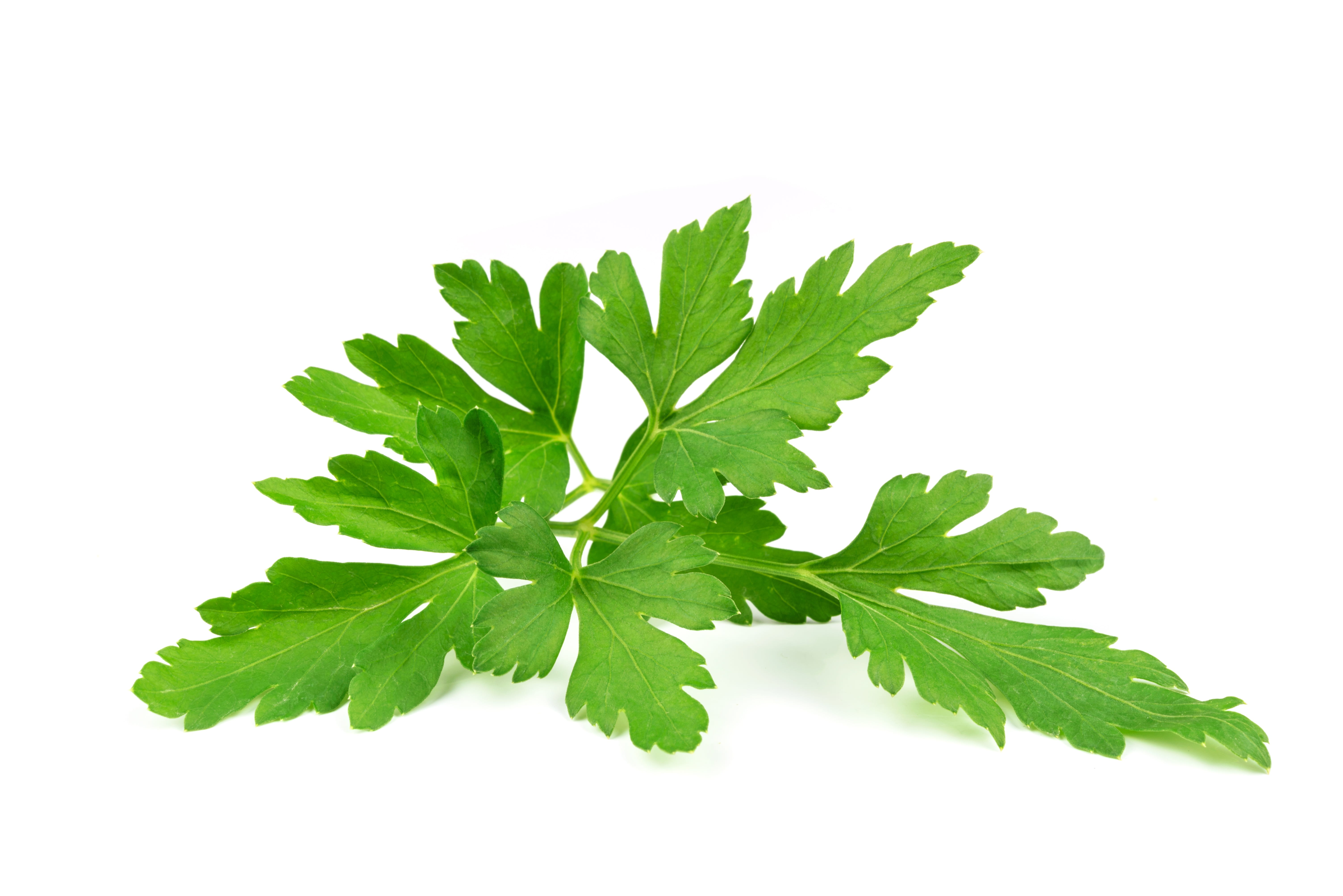 green color, garden, spice, herbal medicine, agriculture, closeup, vegetation, vegetables, culinary specialization, vitamins, tasty, mint leaf - culinary, HD Wallpaper