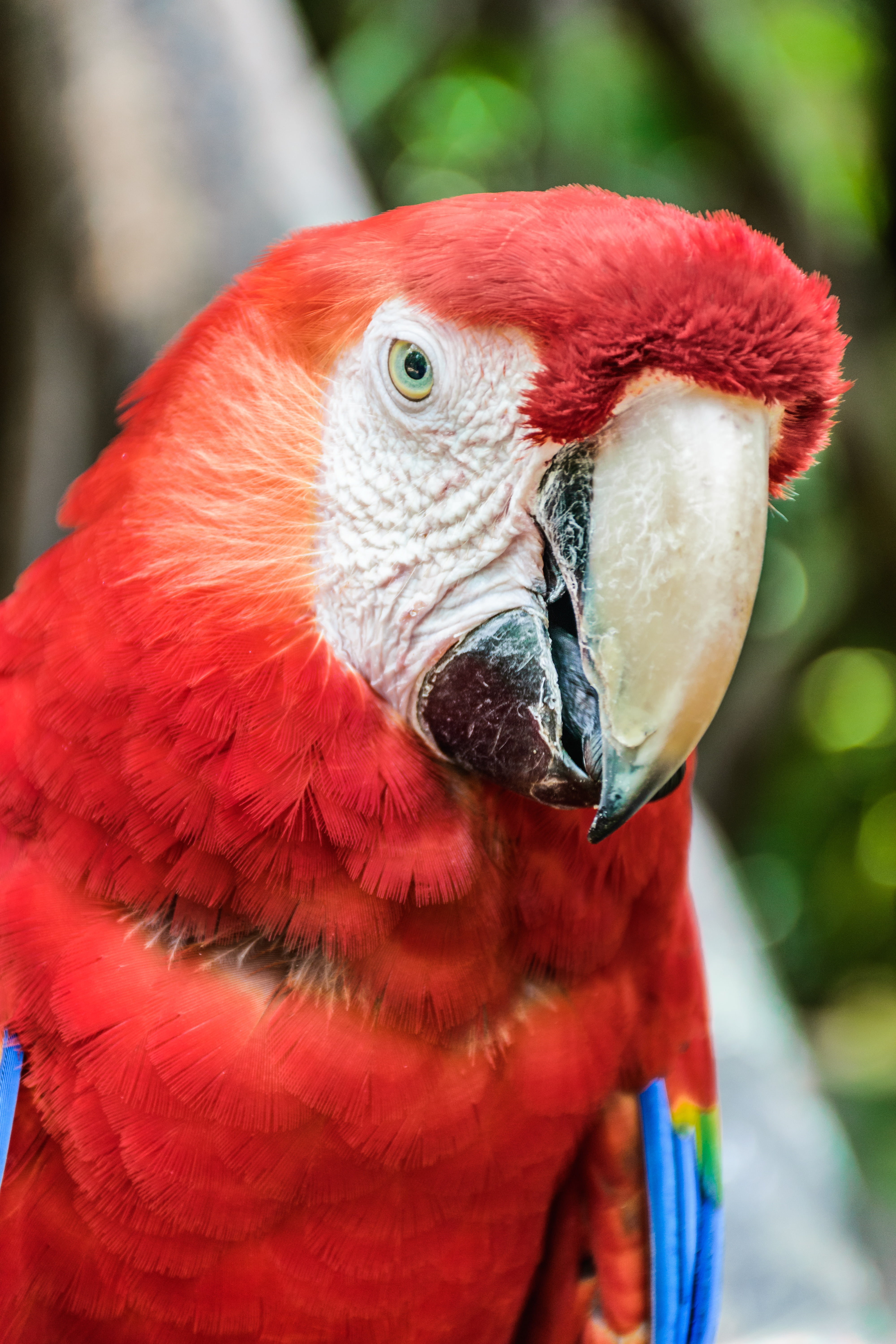 day, scarlet macaw, feather, 5K, animal wildlife, forest, vertebrate, animal, focus on foreground, fauna, close-up, red feathers, bird of paradise, animals in the wild, Phone HD Wallpaper