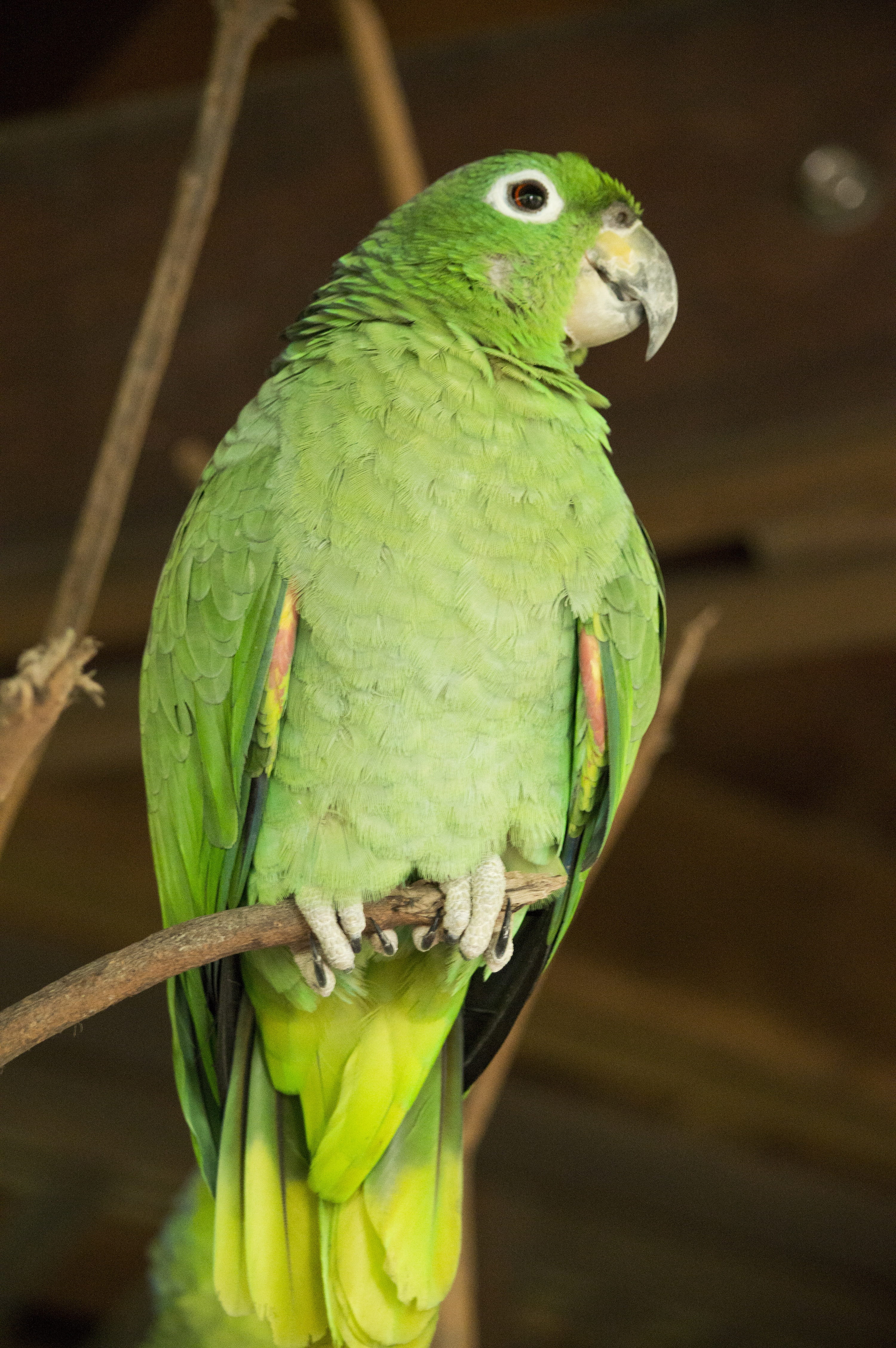 animal themes, exotic, lora, day, green, green color, 4K, feather, no people, perico, ecuador, one animal, close-up, tropical, animal, peak, nature, plumage, Phone HD Wallpaper