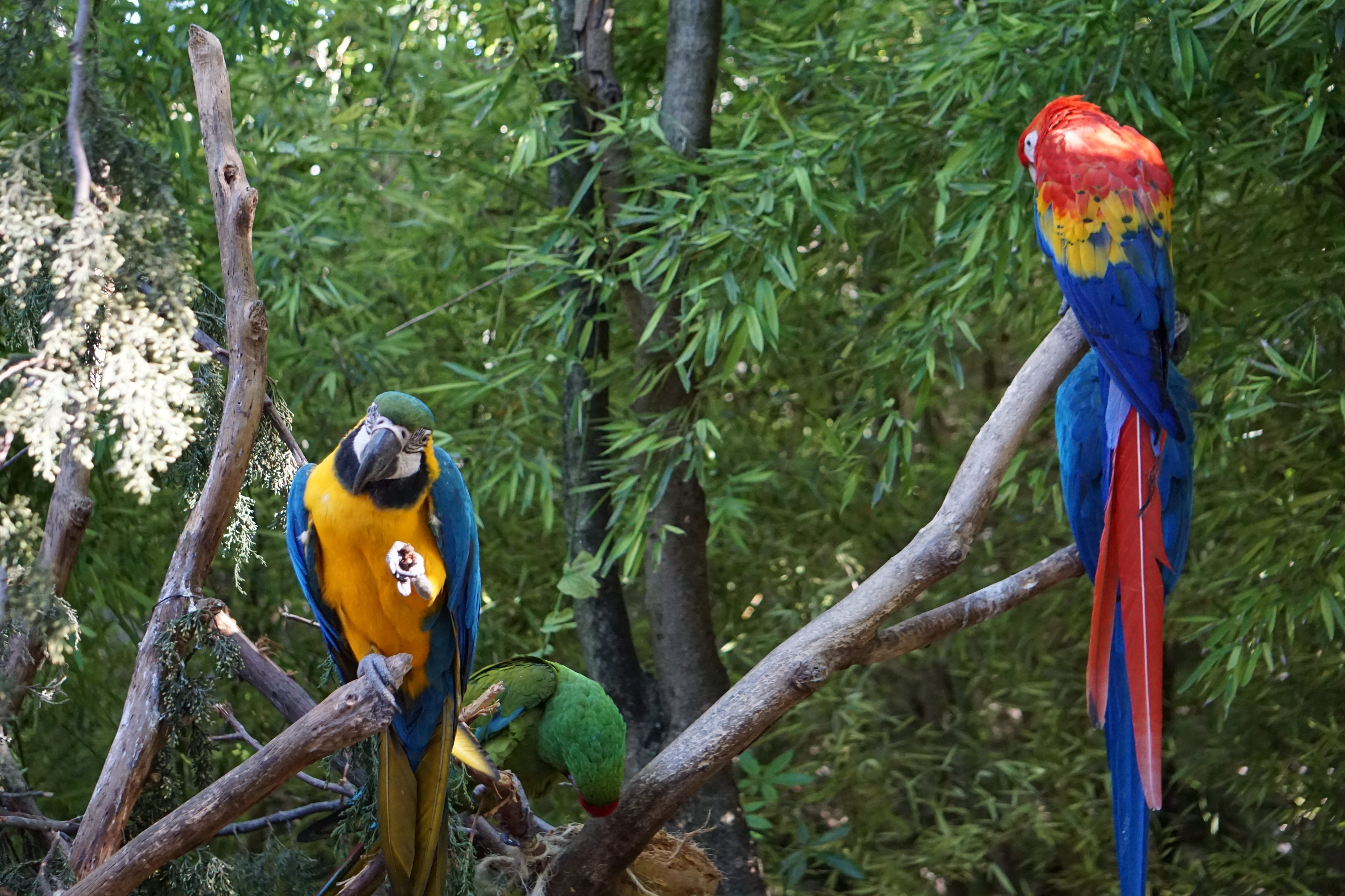 yellow, group of animals, green, peak, day, bird, birds, animal wildlife, branch, tropical, parakeets, multi colored, nature, parrot, parrots, animals in the wild, HD Wallpaper