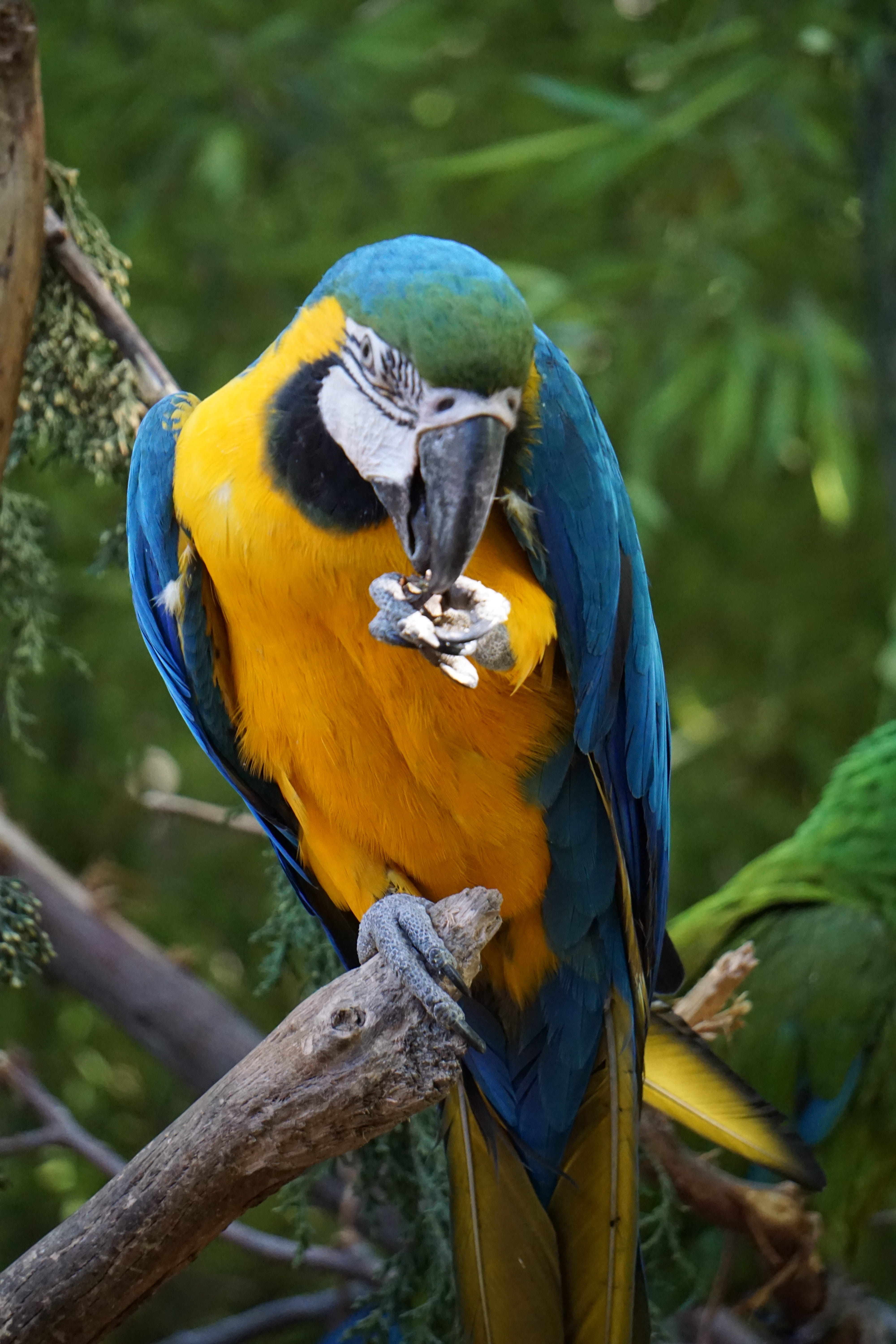 peak, animal wildlife, animal, nature, beak, plumage, beauty in nature, animals in the wild, no people, blue, green, tree, branch, focus on foreground, Phone HD Wallpaper