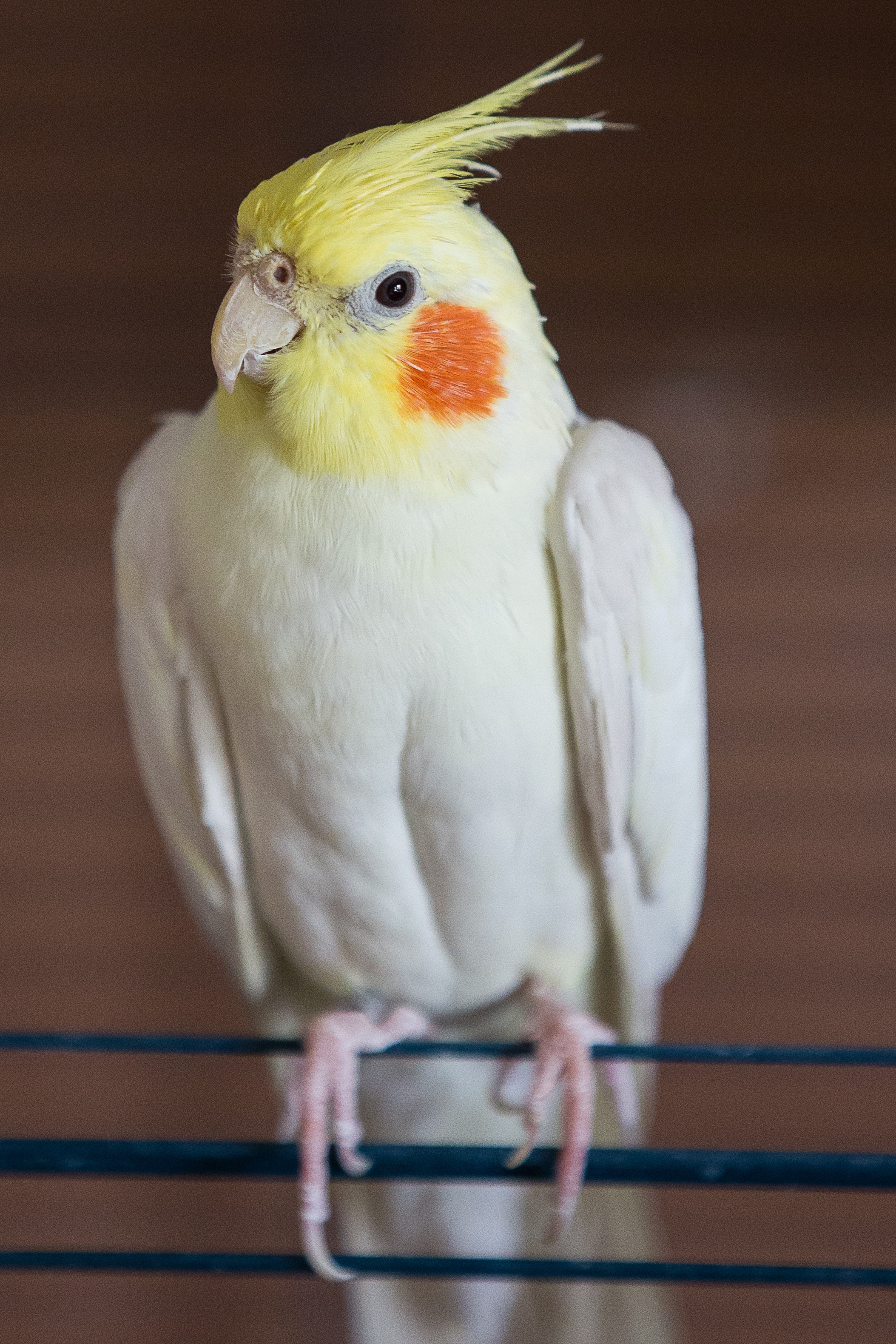animal head, looking at camera, cockatiel, pets, domestic animals, white color, perching, focus on foreground, parrot, cage, vertebrate, indoors, portrait, Phone HD Wallpaper
