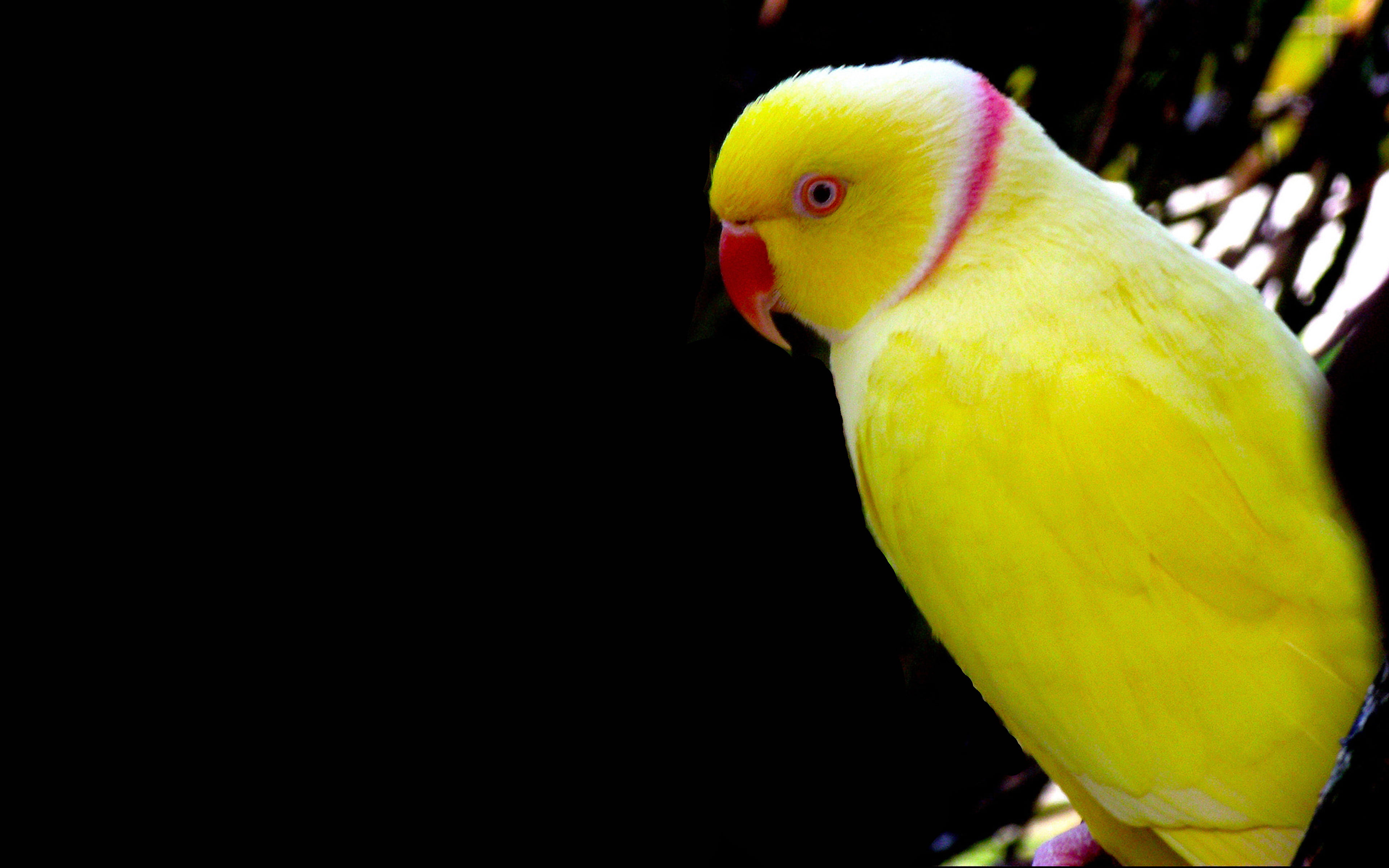 copy space, hd, focus on foreground, domestic animals, animal, parakeet, indoors, day, nature, parrot, animal themes, domestic, animals in the wild, HD Wallpaper