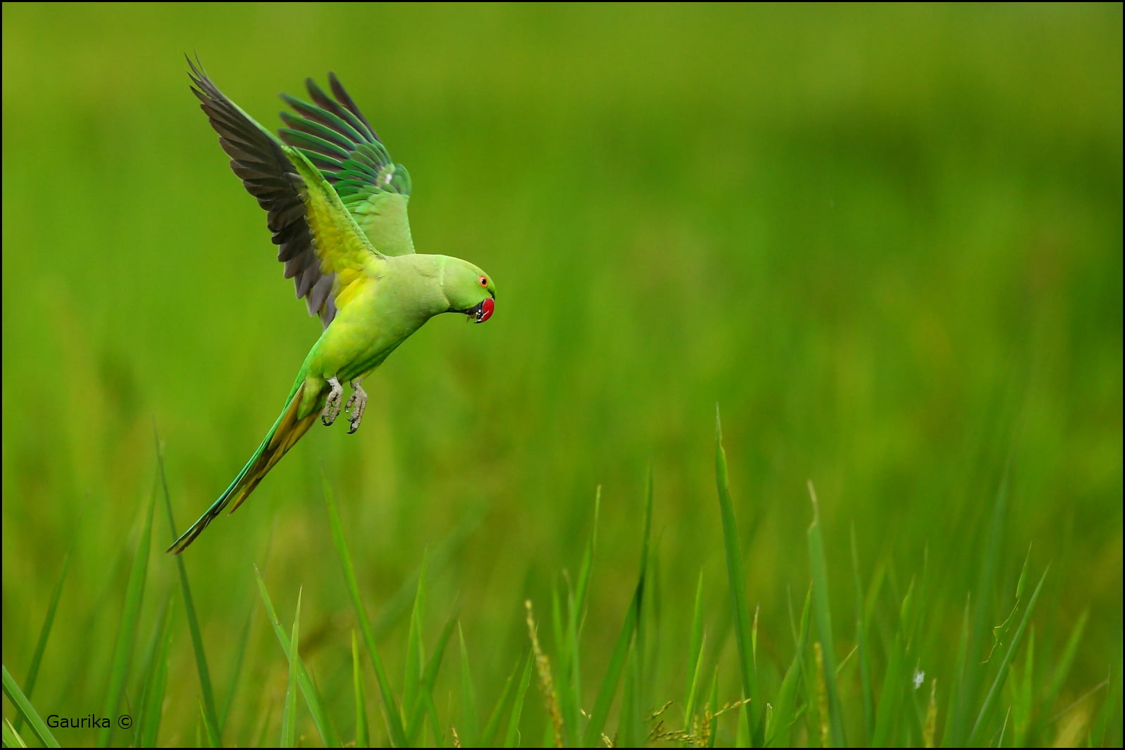beak, Sri Lanka, animal Wing, green grass, animal, 720P, green parakeet, grass, green, ringed, near, flying, wildlife, Rose-ringed parakeet, rose, bird, HD Wallpaper
