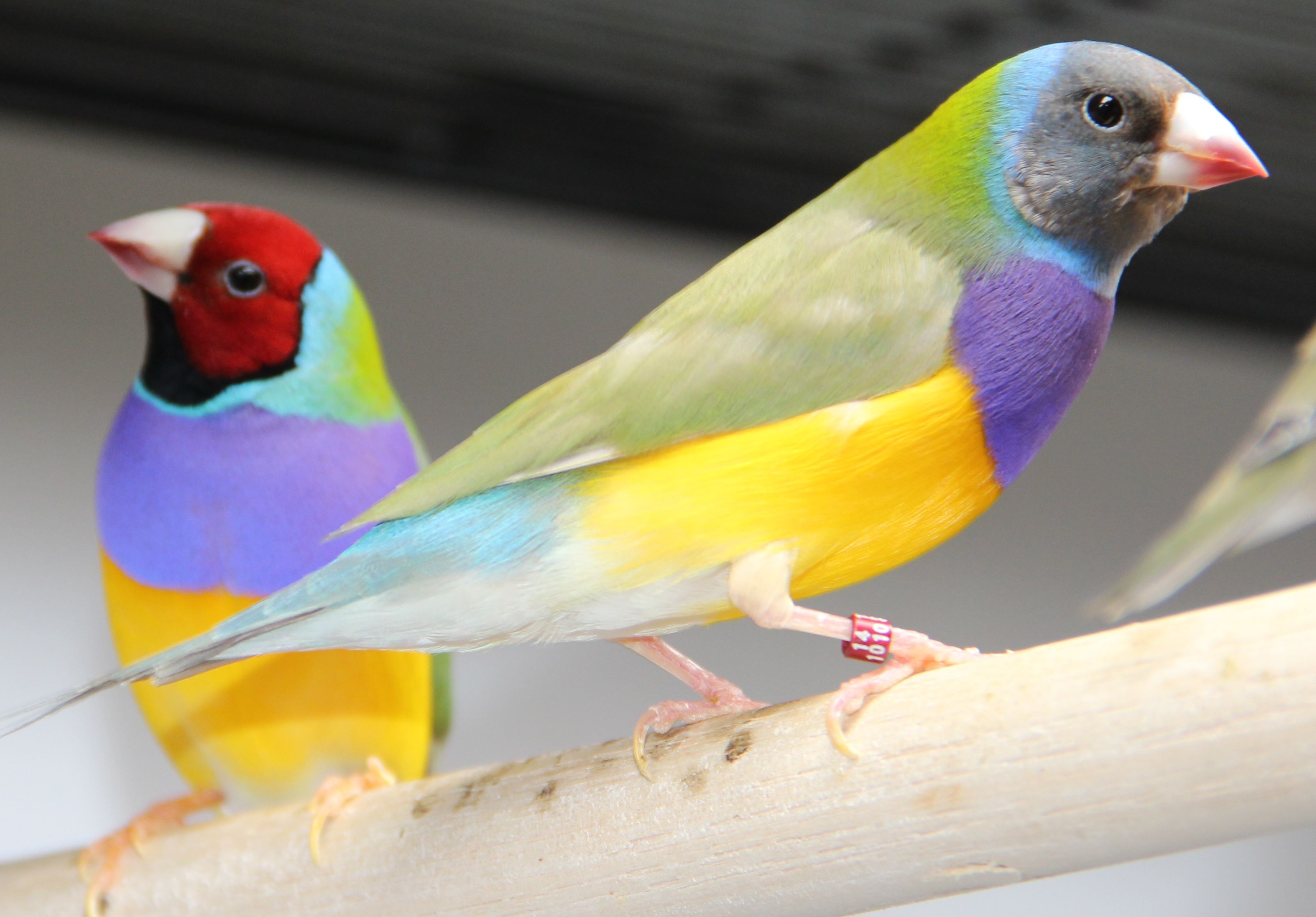 group of animals, parakeet, 2K, animal wildlife, animal themes, close-up, outdoors, parrot, goulds, animal, animals in the wild, focus on foreground, gouldian, HD Wallpaper