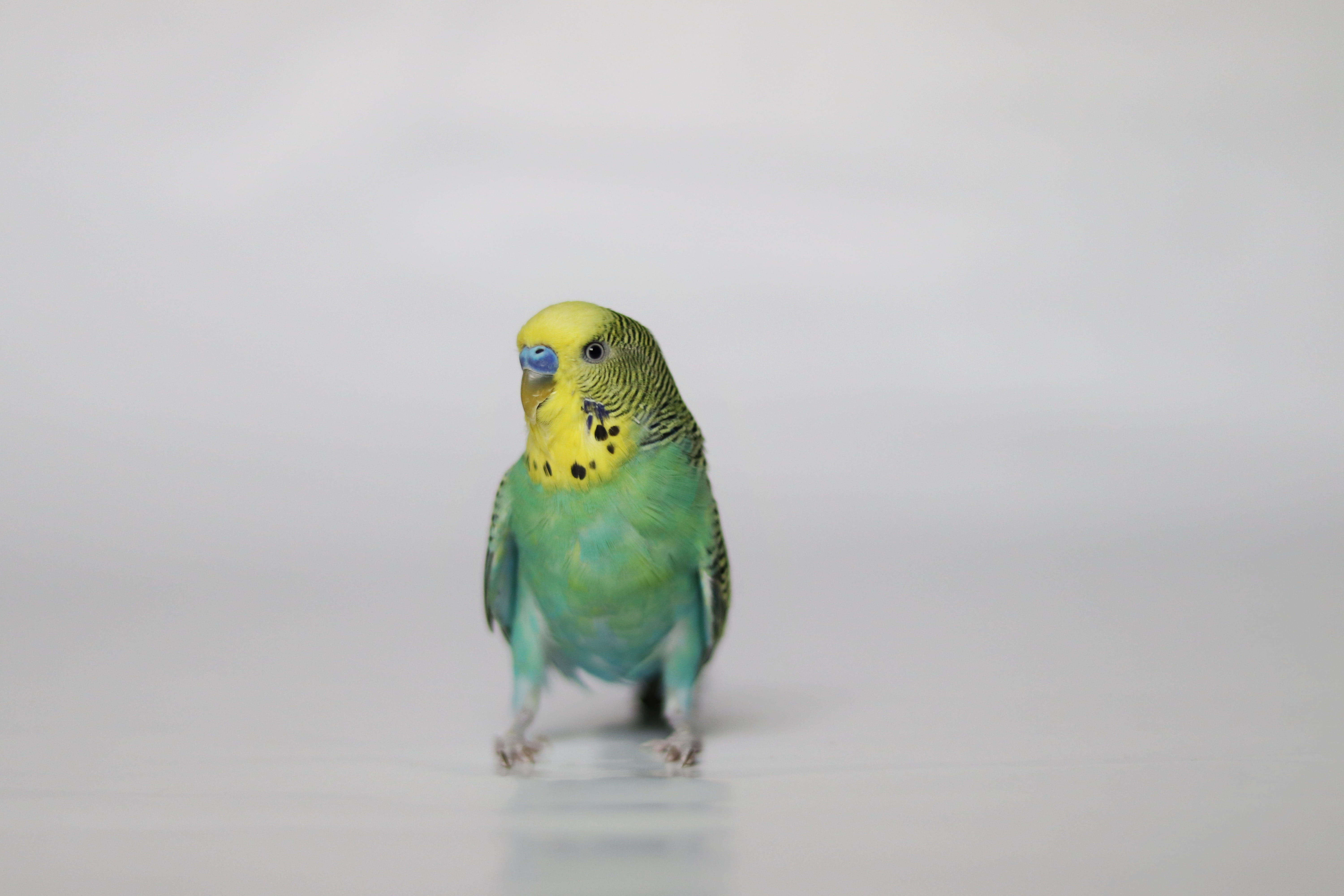 animals in the wild, copy space, full length, perching, parrot, yellow, one animal, cockatiel, vertebrate, parakeet, no people, indoors, bird, animal themes, HD Wallpaper