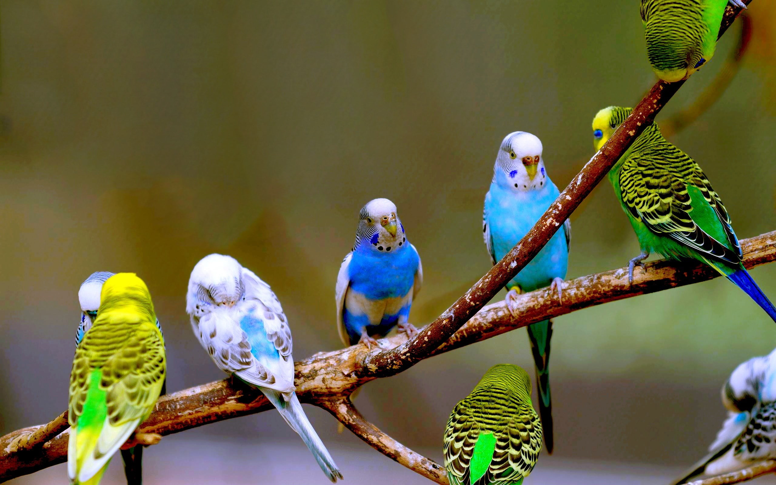 vertebrate, animal themes, focus on foreground, plant, no people, animal, parrot, day, branch, 2K, perching, beauty in nature, tree, animal wildlife, parakeet, HD Wallpaper
